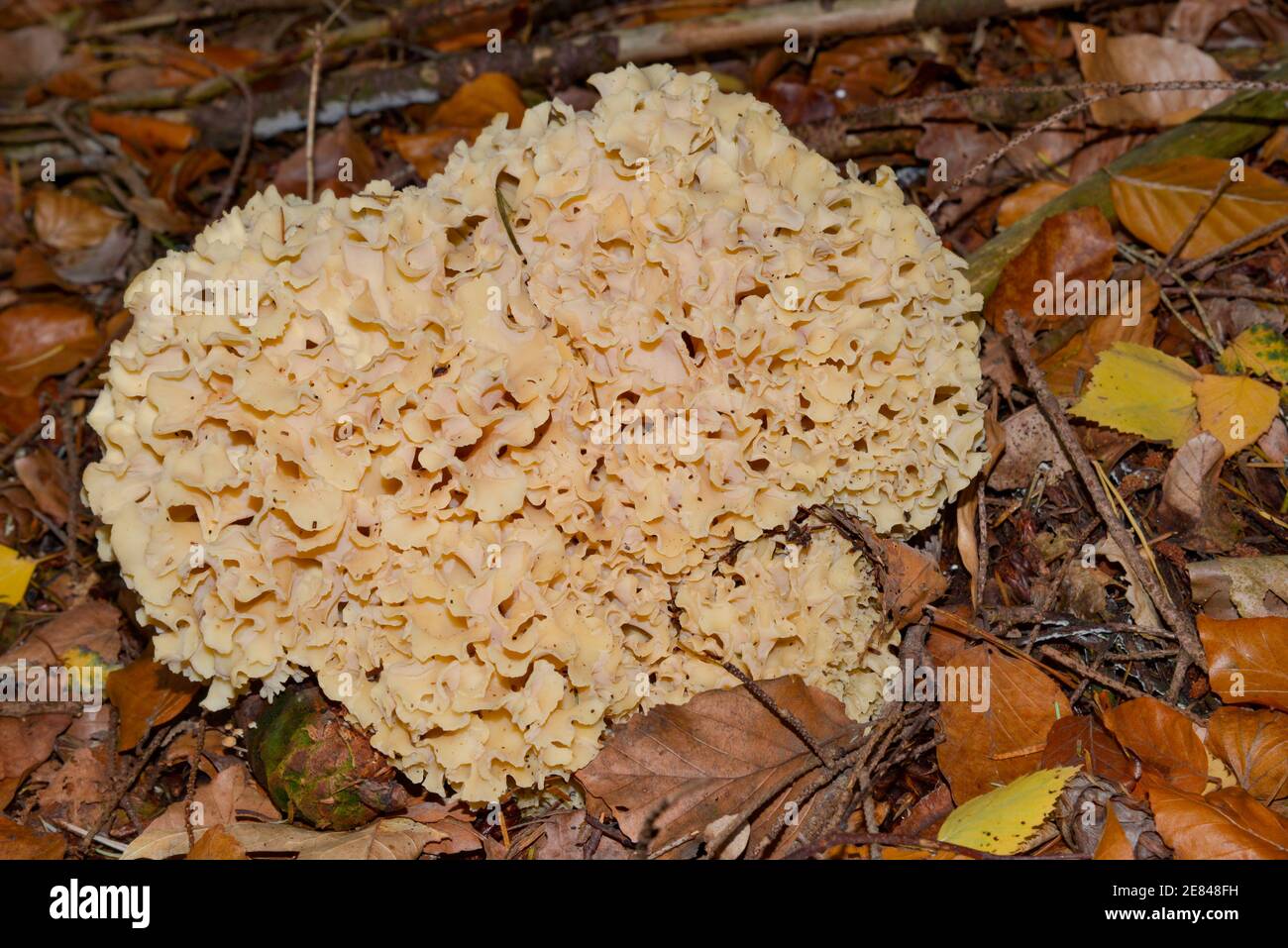 coral fungus in forest in Holland Stock Photo