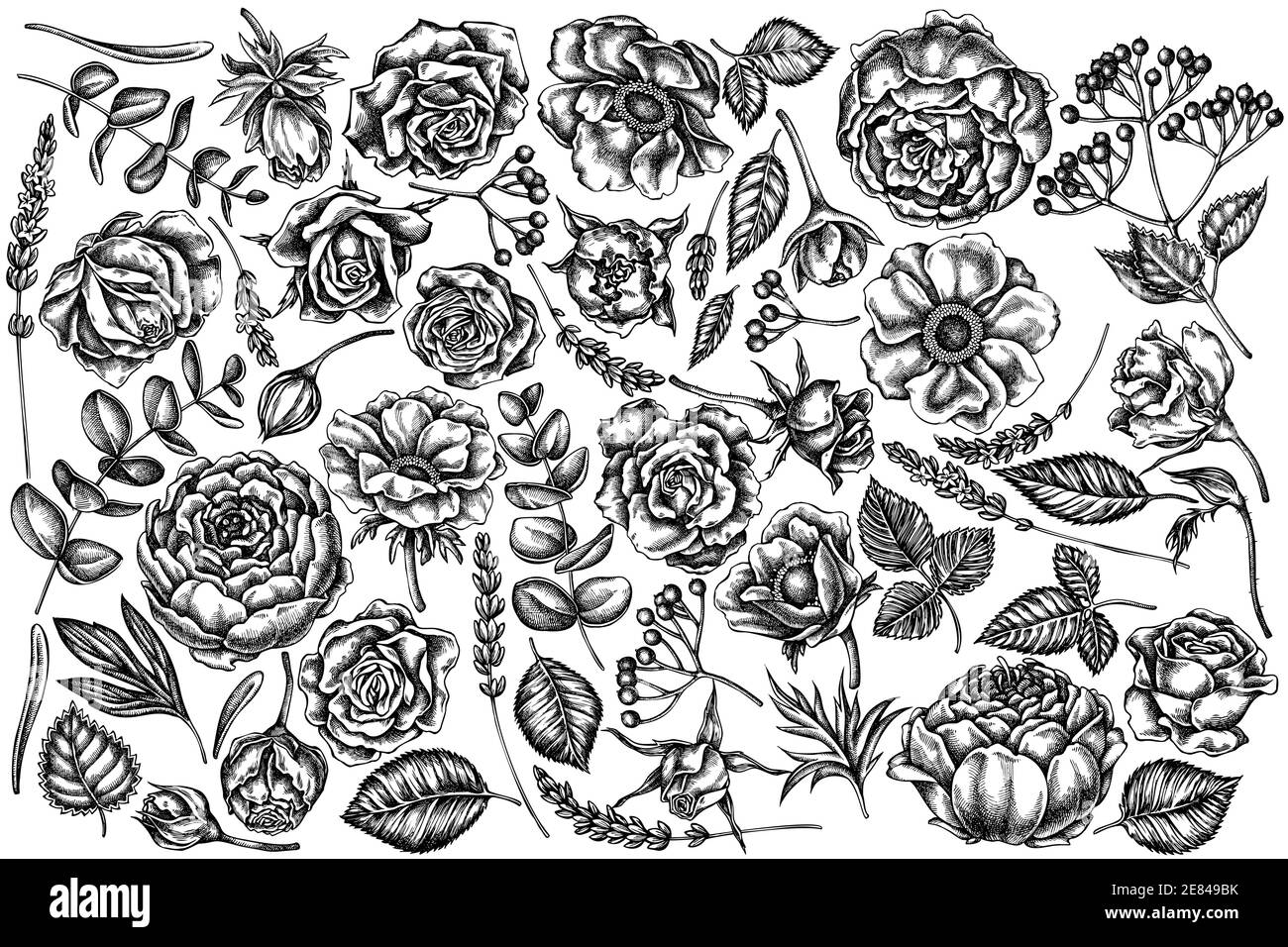 Vector set of hand drawn black and white roses, anemone, eucalyptus, lavender, peony, viburnum Stock Vector