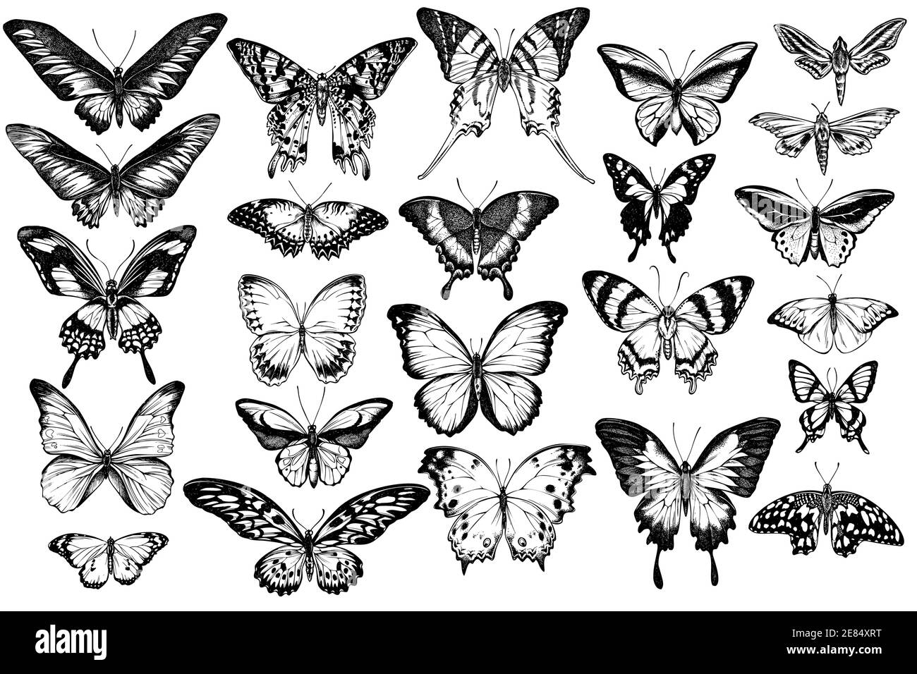 Vector set of hand drawn black and white great orange-tip, emerald swallowtail, jungle queens, plain tiger, rajah brooke s birdwing, papilio torquatus Stock Vector