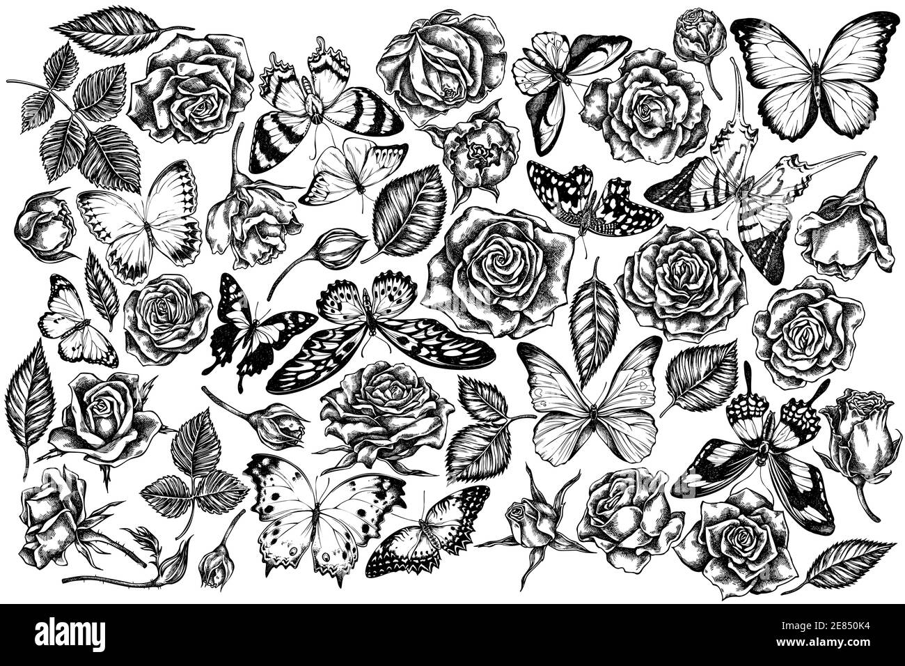 Vector set of hand drawn black and white menelaus blue morpho, giant swordtail, blue morpho, lemon butterfly, red lacewing, african giant swallowtail Stock Vector