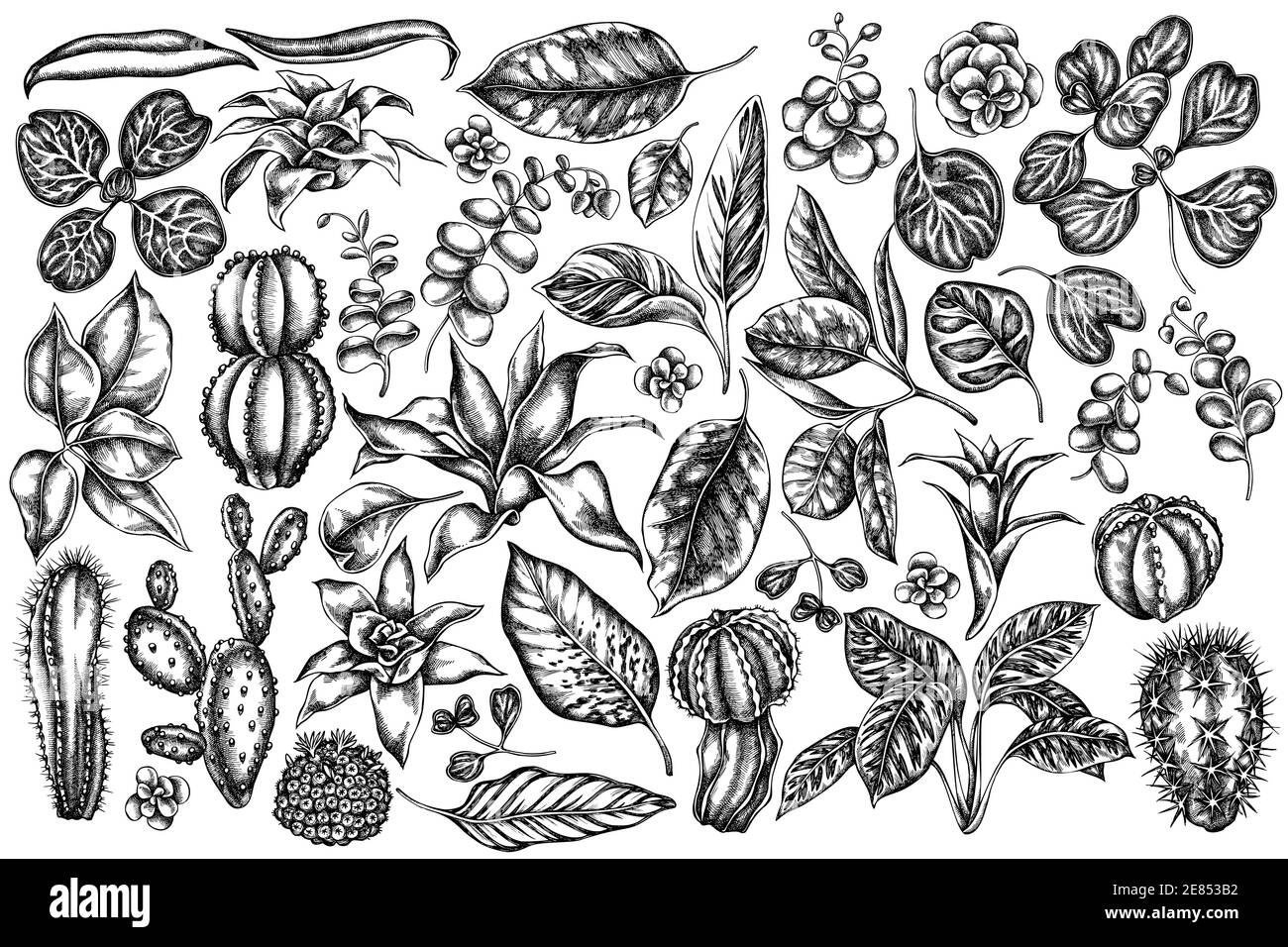 Vector set of hand drawn black and white ficus, iresine, kalanchoe, calathea, guzmania, cactus Stock Vector