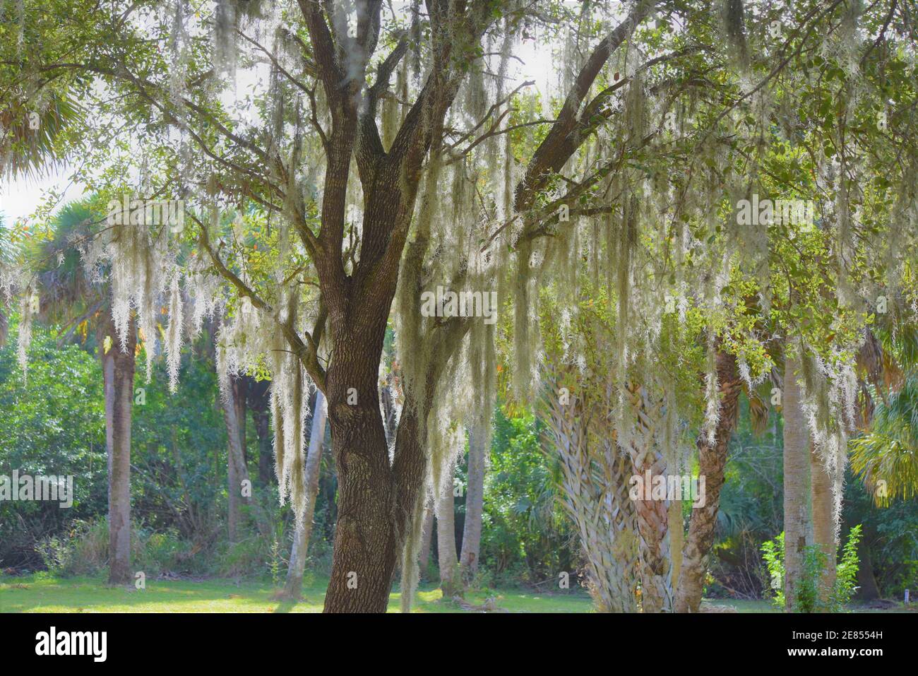 Spanish Moss, Central FL Stock Photo Alamy