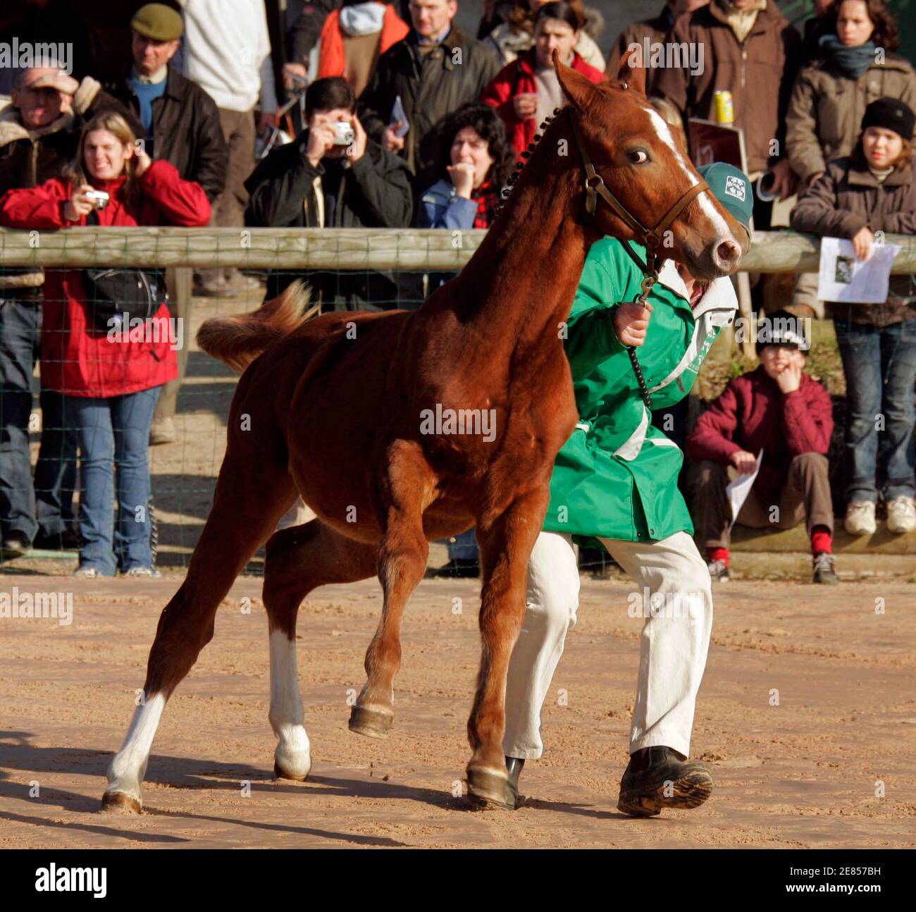 Castrated horse hi-res stock photography and images - Alamy