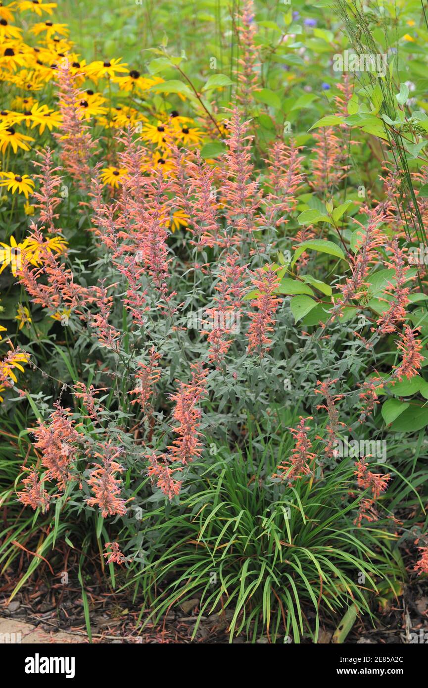 Giant hyssop (Agastache barberi) Firebird with grey-green leaves and orange flowers blooms in a garden in August with a yellow coneflower Goldsturm Stock Photo