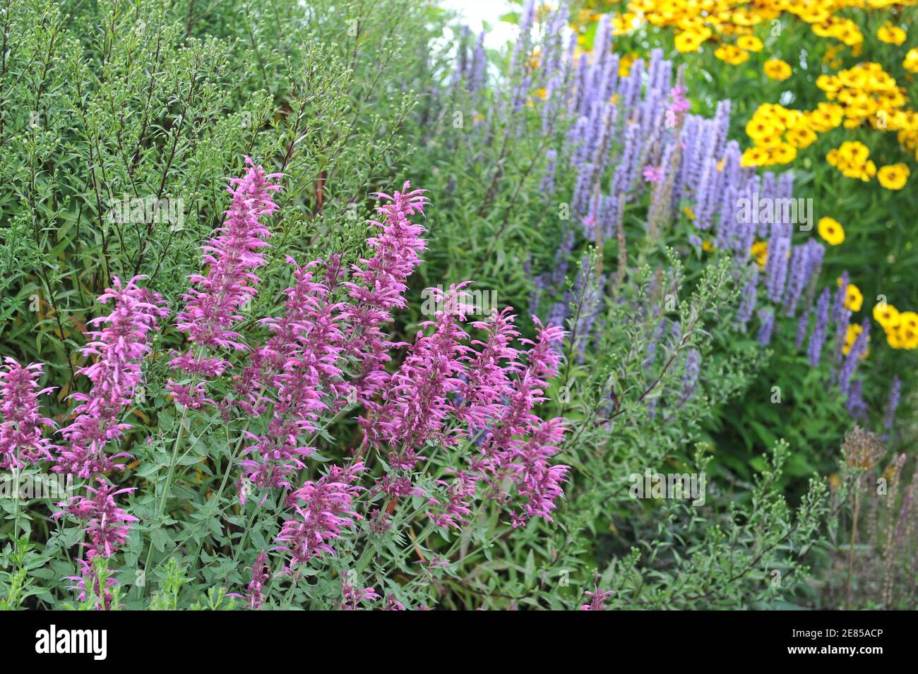 Agastache Acapulco Purple blooms in a garden in August with Agastache Blue Fortune and yellow Sneezeweed (Helenium) at background Stock Photo