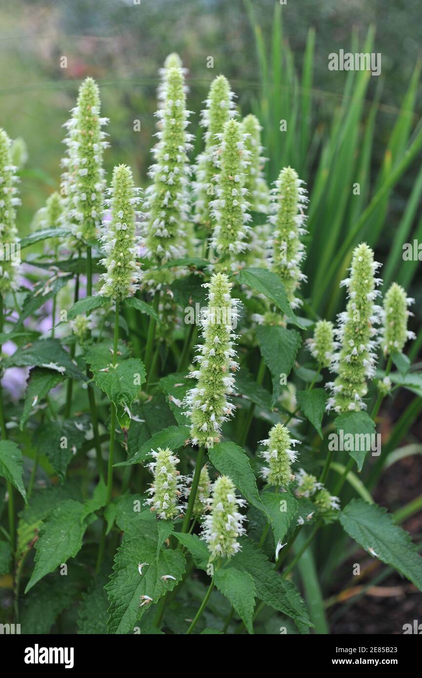 White and green korean mint (Agastache rugosa) Alabaster blooms in a garden in July Stock Photo