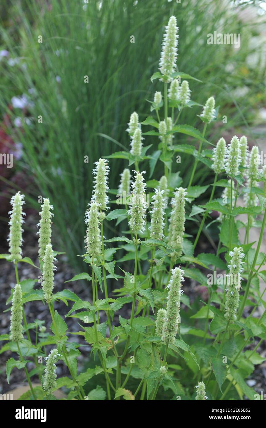White and green korean mint (Agastache rugosa) Alabaster blooms in a garden in August with a Miscanthus sinensis Gracillimus at background Stock Photo
