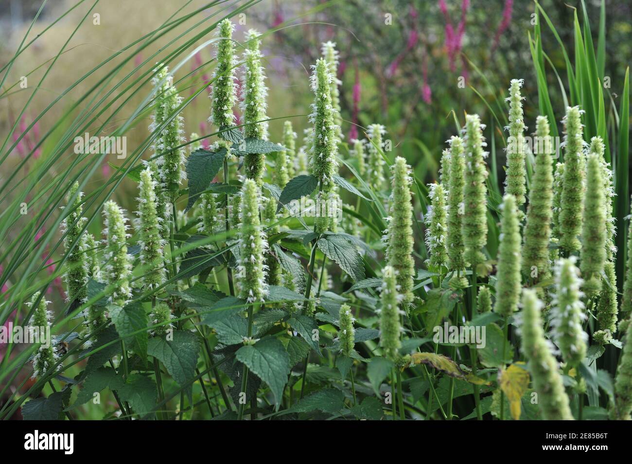 White and green korean mint (Agastache rugosa) Alabaster blooms in a garden in August Stock Photo