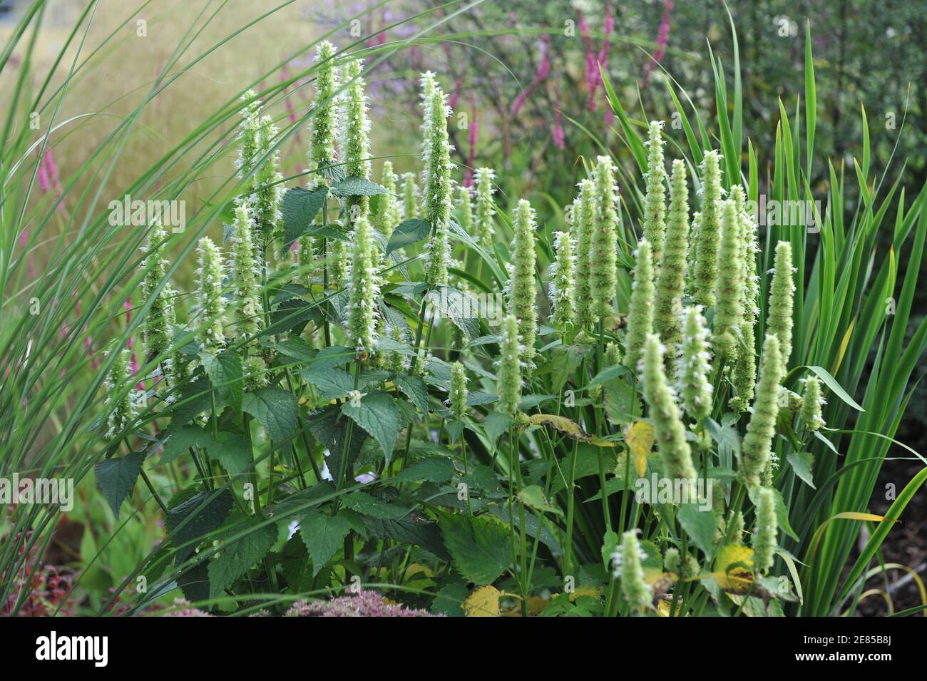 White and green korean mint (Agastache rugosa) Alabaster blooms in a garden in August Stock Photo