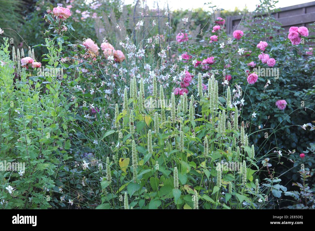 White and green korean mint (Agastache rugosa) Alabaster blooms in a garden in October with Gaura lindheimerii and roses in background Stock Photo