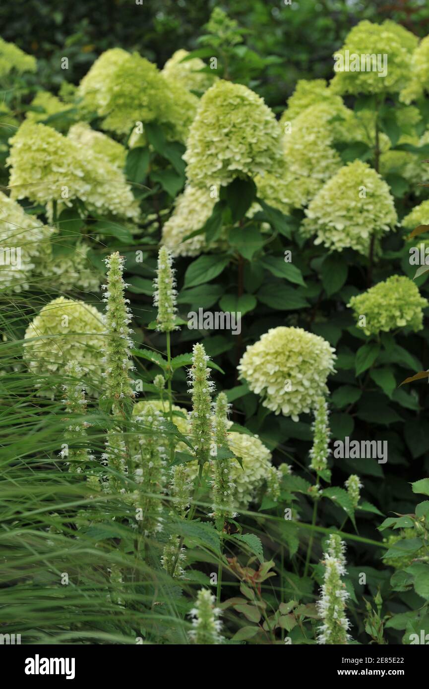 White and green korean mint (Agastache rugosa) Alabaster blooms in a garden in August with background of flowering Hydrangea paniculata Limelight Stock Photo