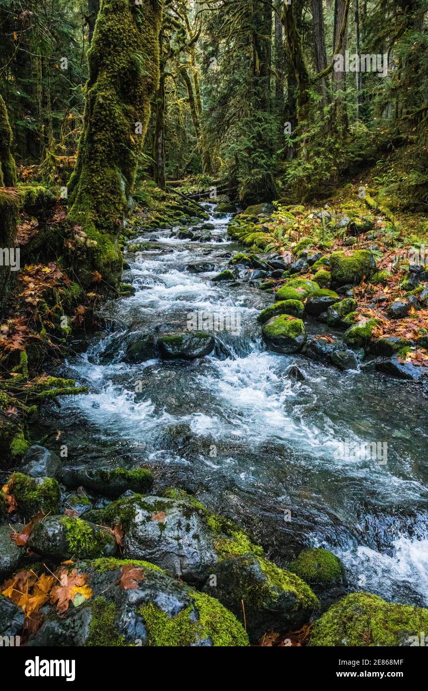 Slate Creek in the Staircase Rapids area of Olympic National Park, Washington, USA. Stock Photo