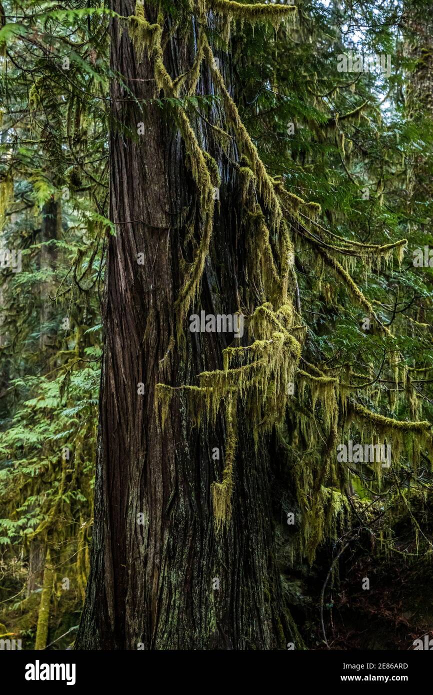 Western red cedar branches hires stock photography and images Alamy