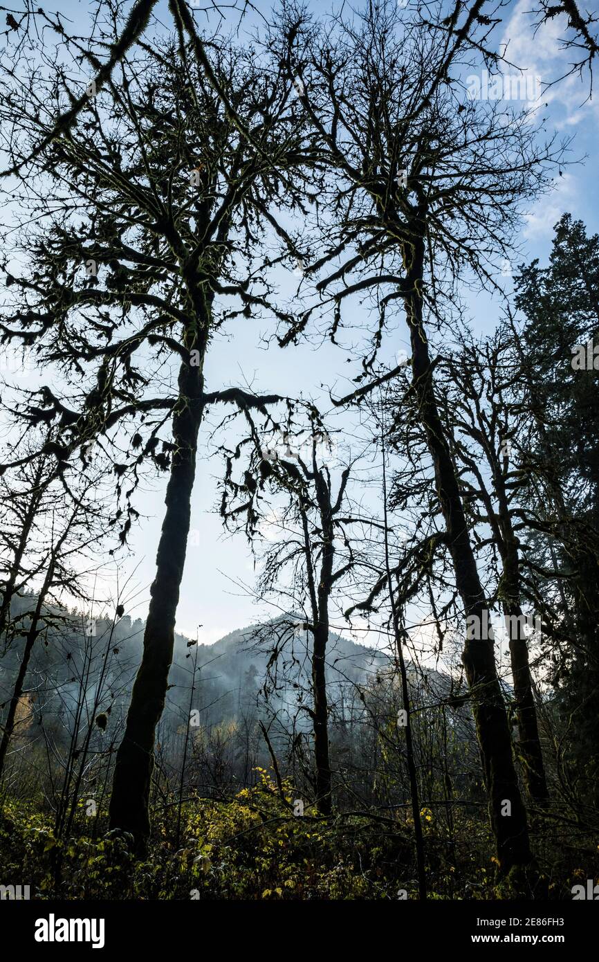 Pacific northwest big trees hi-res stock photography and images - Alamy