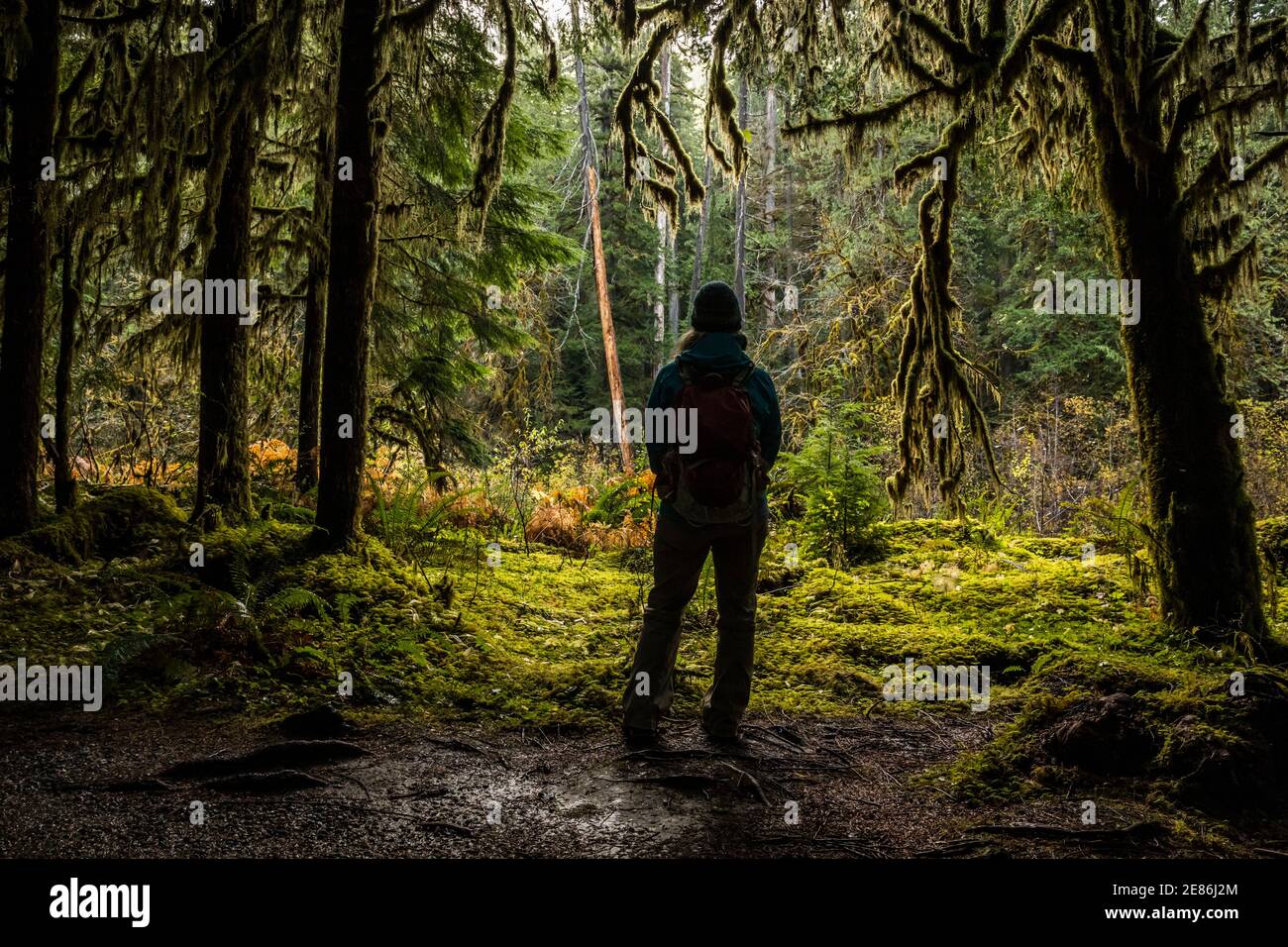 A woman taking in the lush views along the Skokomish river trail, Staircase Rapids area of Olympic National Park, Washington, USA. Stock Photo