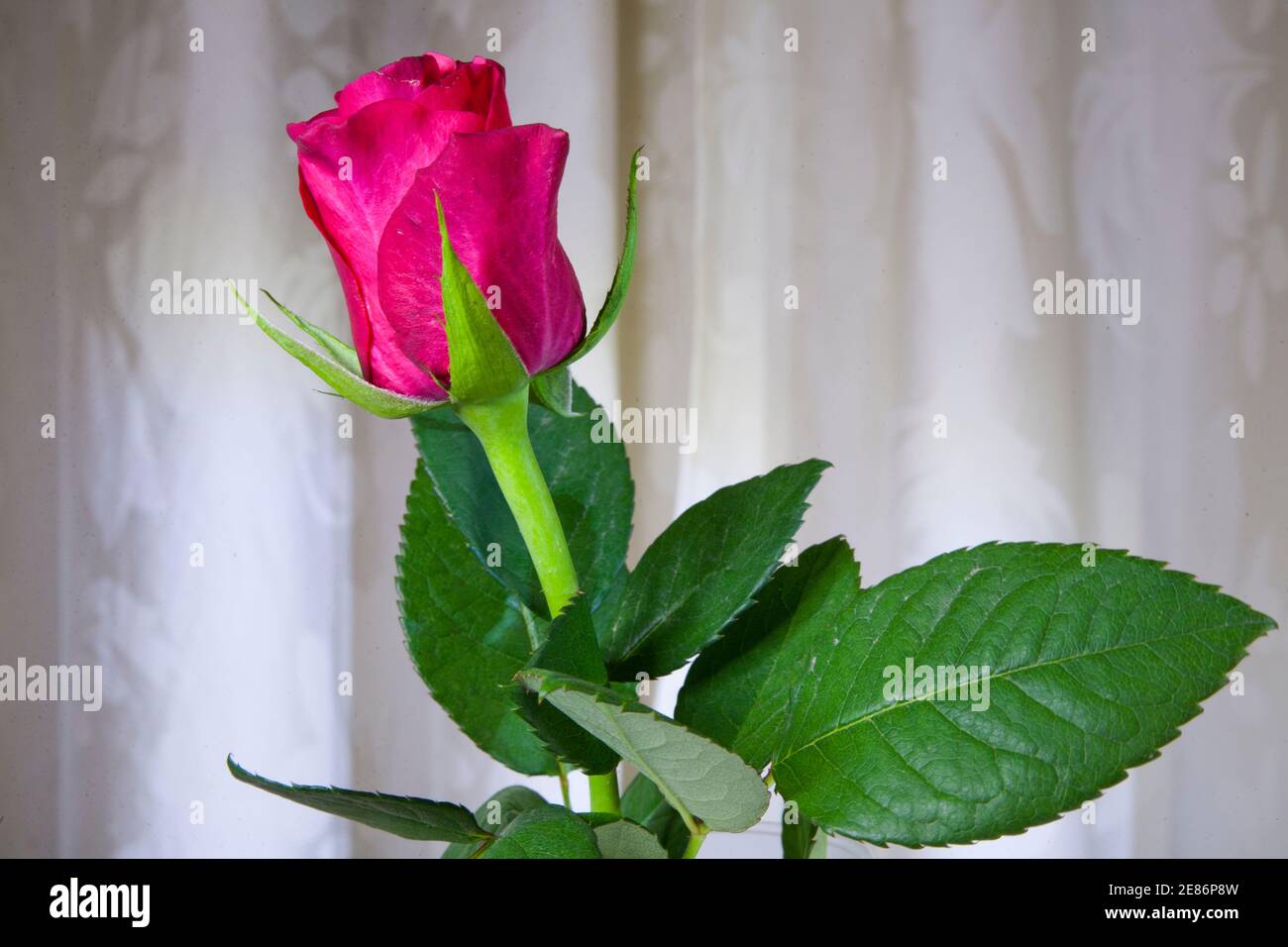 The red rose is a symbol for love and romance; Valentine’s Day is