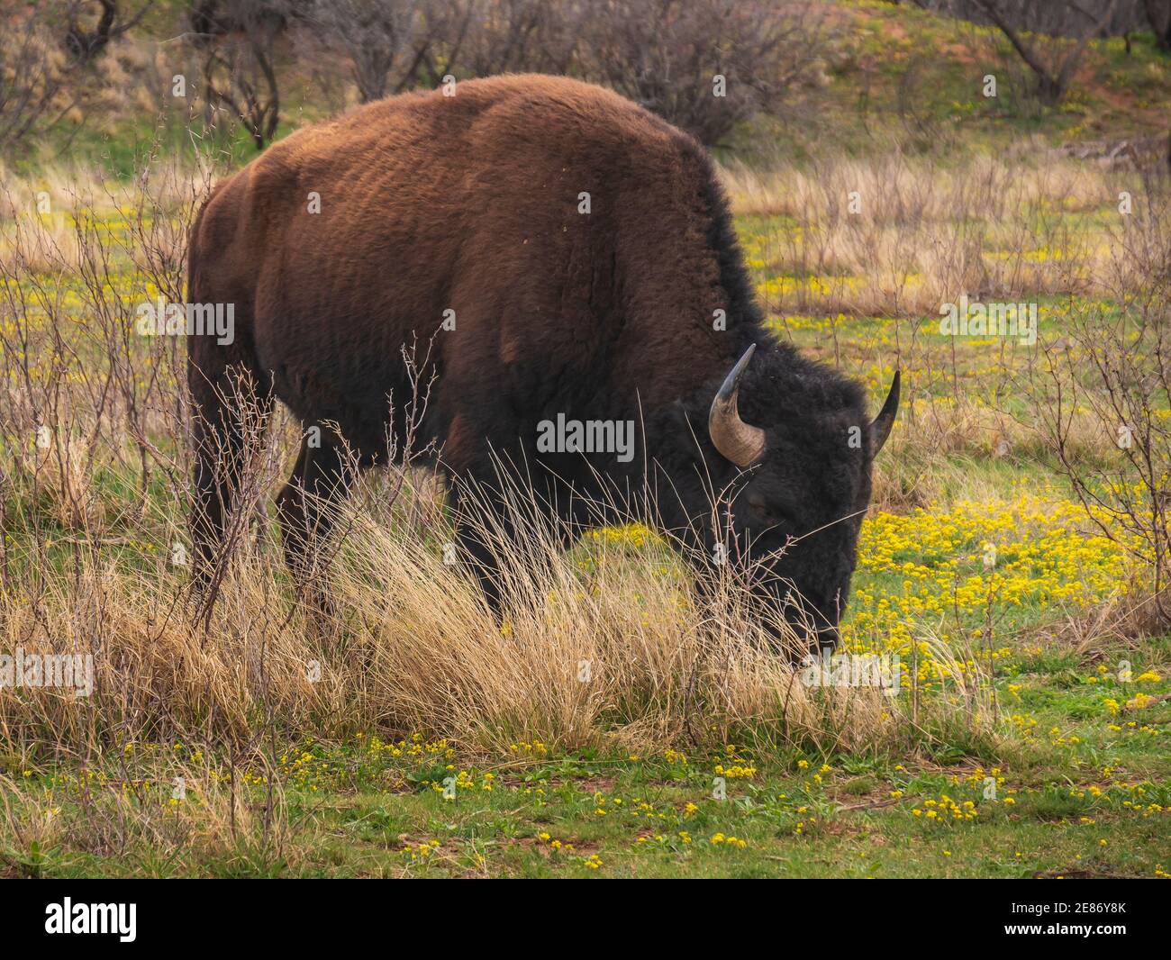 Bison in Honey Flat Campground, Texas State Bison Herd, Caprock Canyons State Park, Quitaque, Texas. Stock Photo