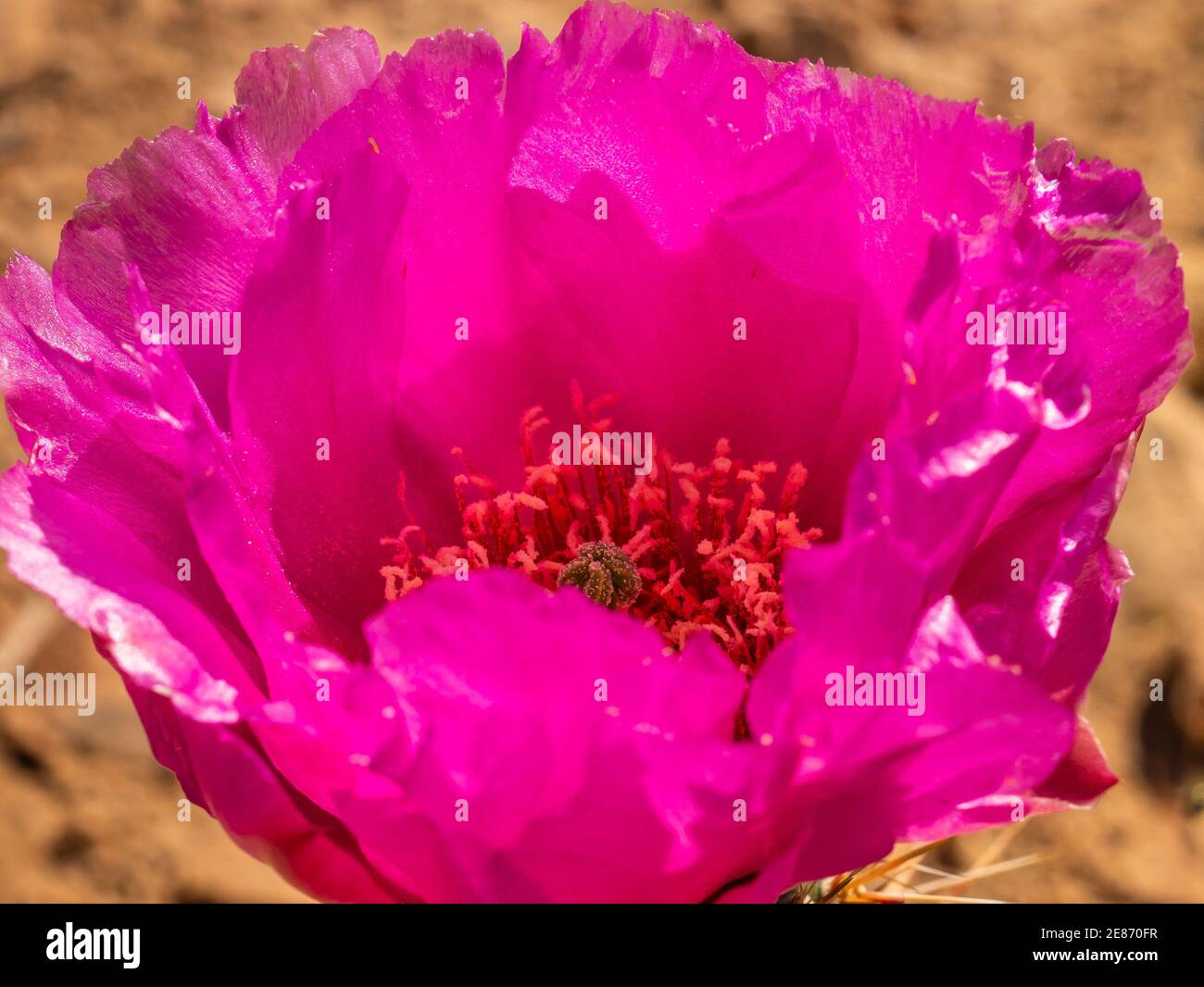 Mojave prickly pear cactus blossom, Snow Canyon State Park, St. George, Utah. Stock Photo