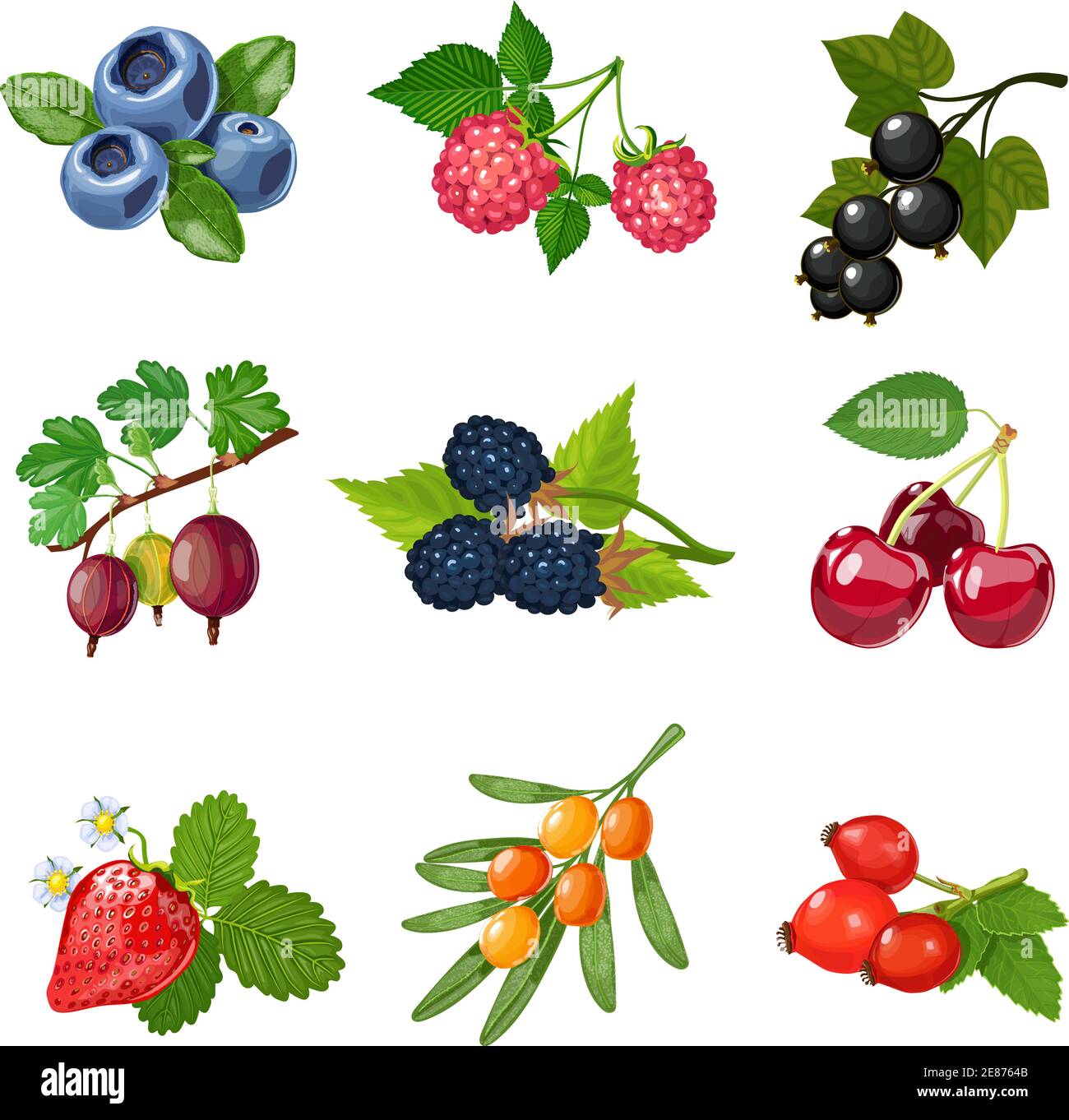 Berries of trees and shrubs set with green leaves isolated vector illustration Stock Vector