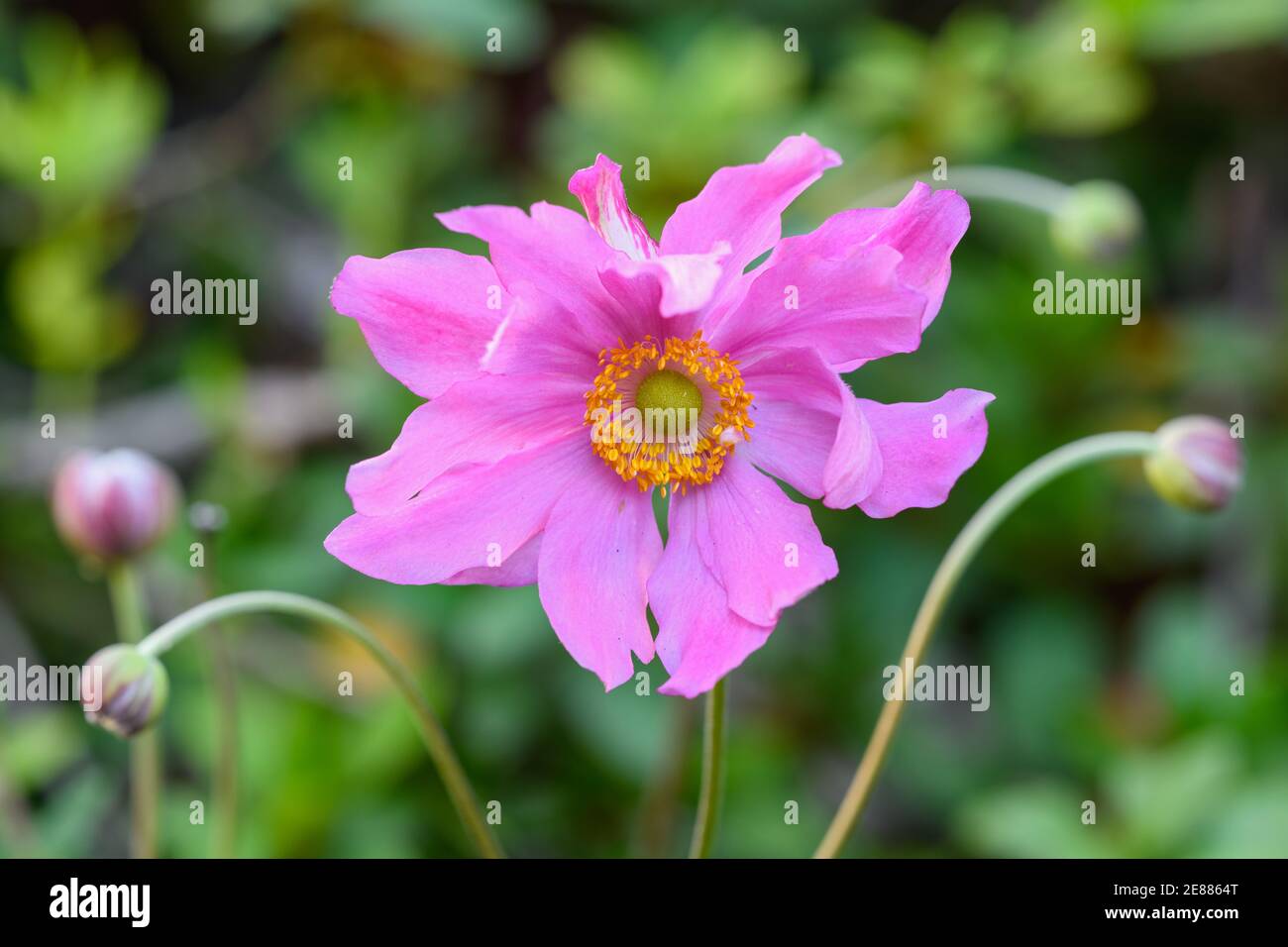 A close up view of a pink windflower Stock Photo
