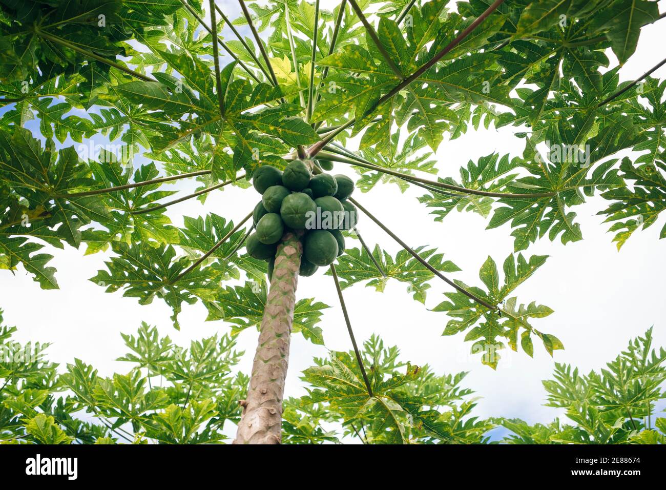 Papaya tree hawaii hires stock photography and images Alamy