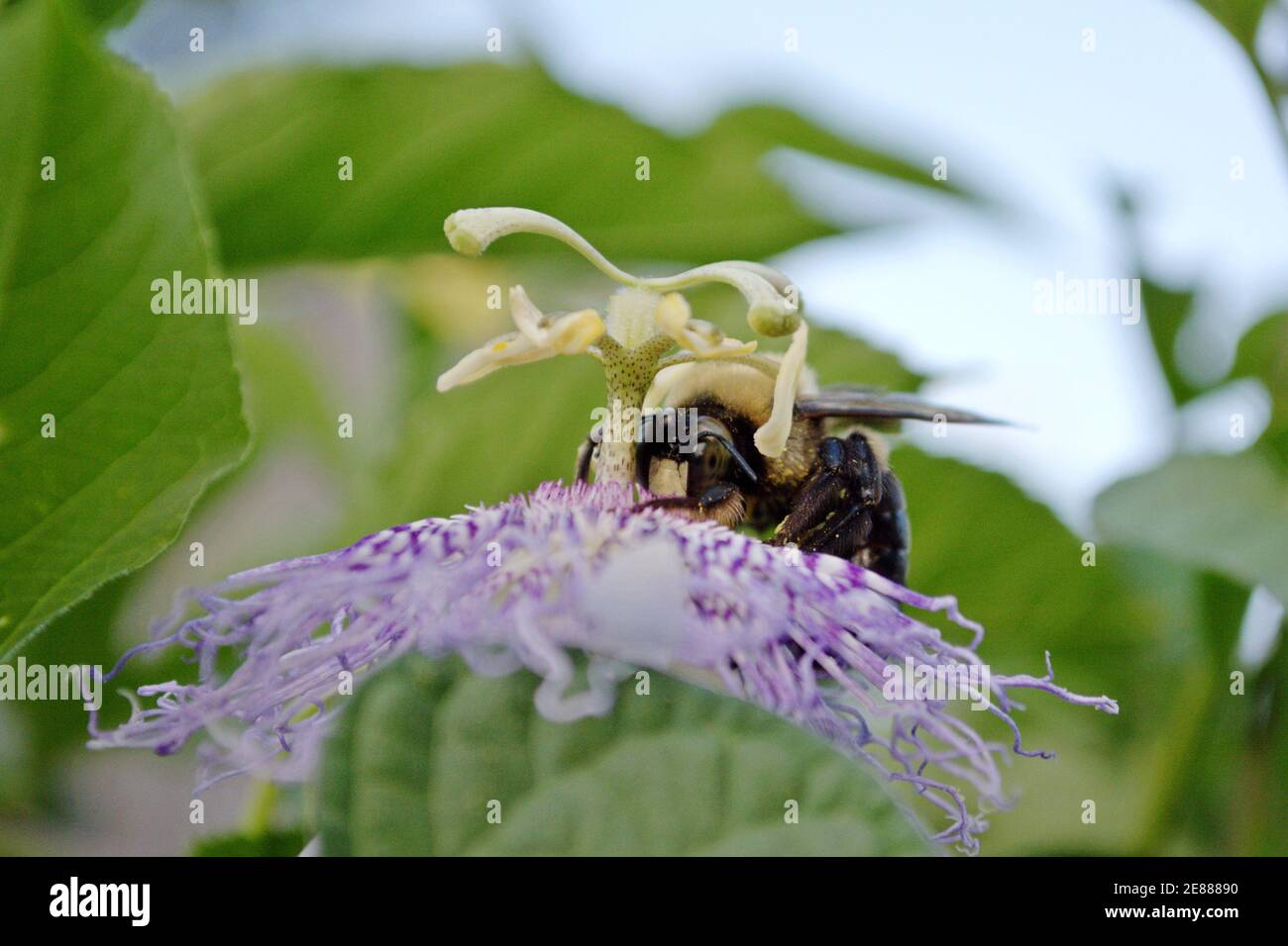 A bumblebee pollinating a purple passion flower. Stock Photo