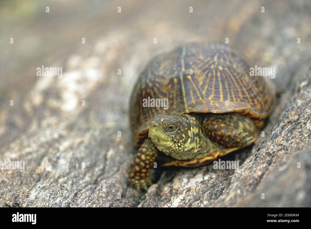 Ornate Box Turtle (Terrapene ornate) Stock Photo