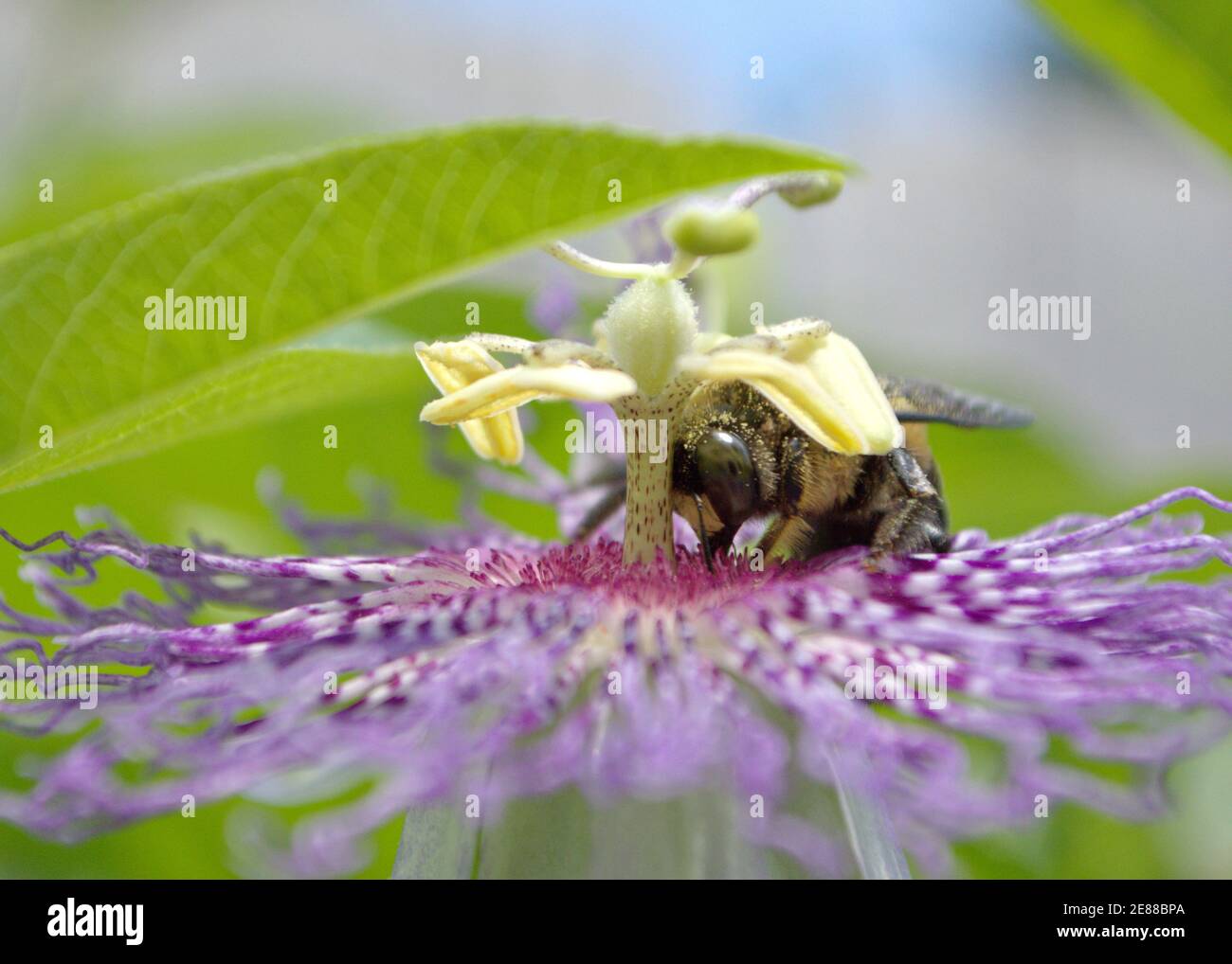 A bumblebee pollinating a purple passion flower. Stock Photo