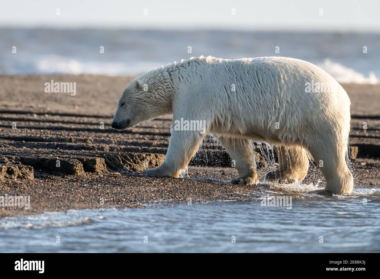 Polar bear (Ursus maritimus) in the Arctic Circle of Kaktovik, Alaska Stock Photo Alamy