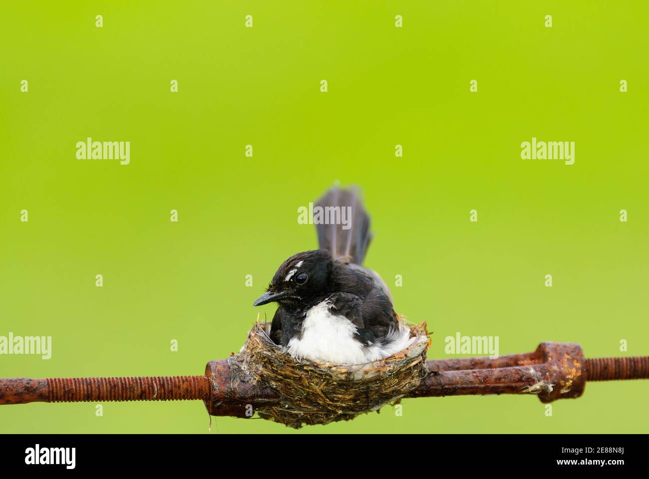 Willie Wagtail mother having built her nest precariously on a boundary ...