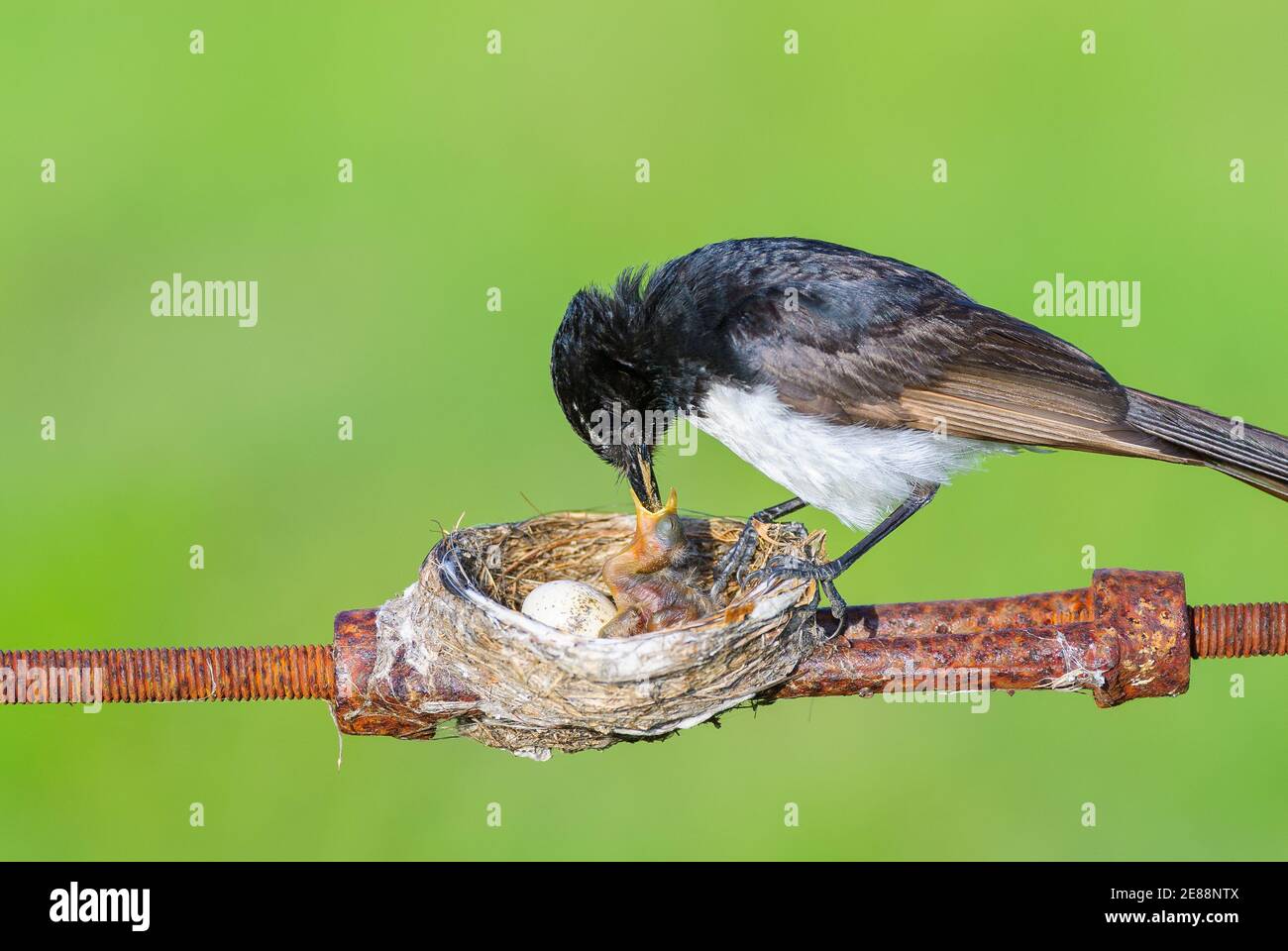 Willie Wagtail mother having built her nest precariously on a boundary ...