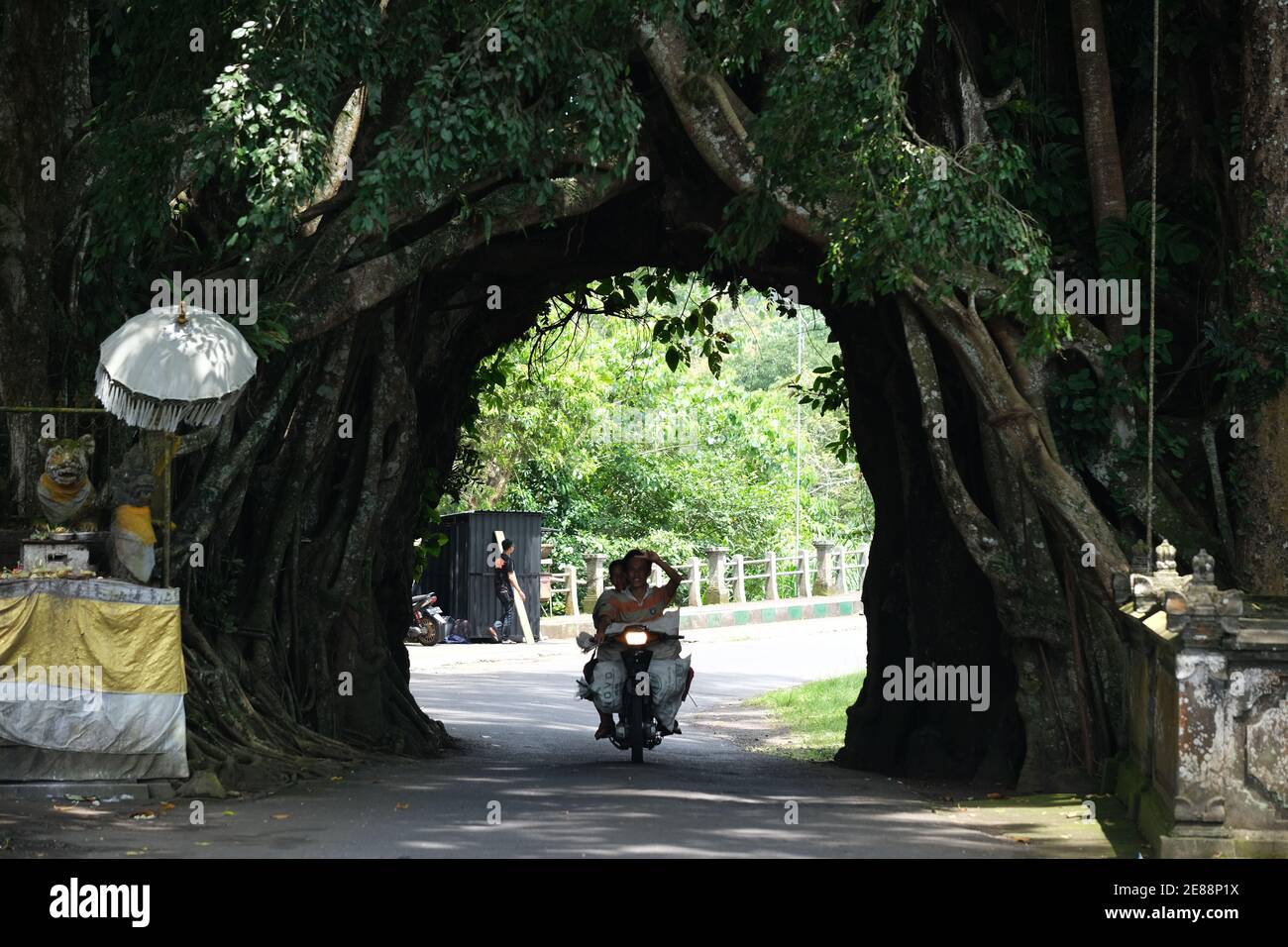 Indonesia Bali - Bunut Bolong - Old banyan tree with a road tunnel Stock Photo