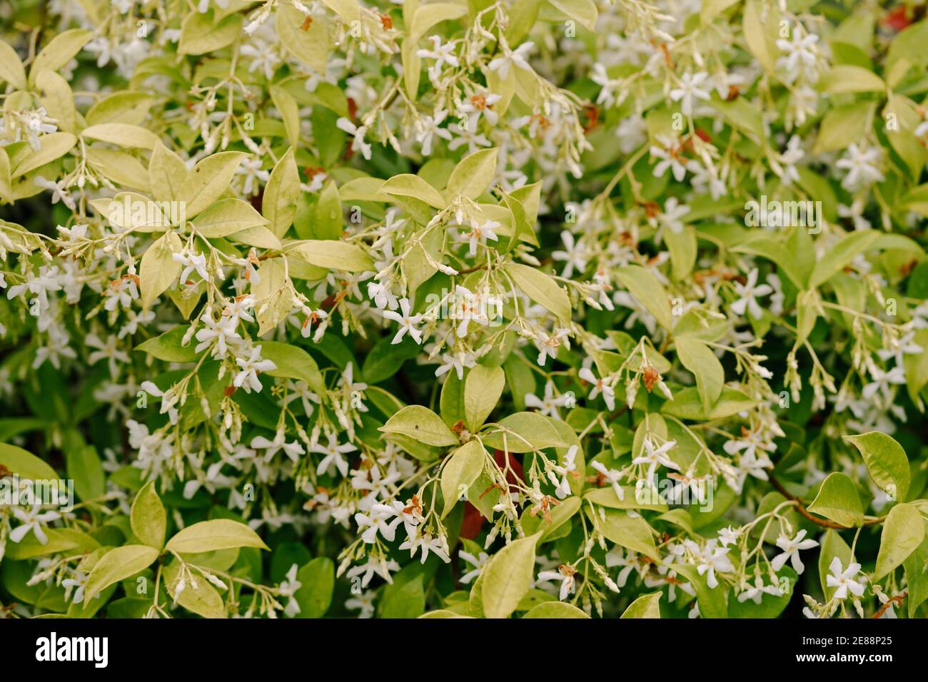 White jasmine flowers with green leaves. Thick bushes Stock Photo Alamy