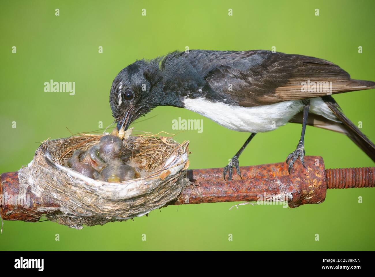 Willie Wagtail mother having built her nest precariously on a boundary ...
