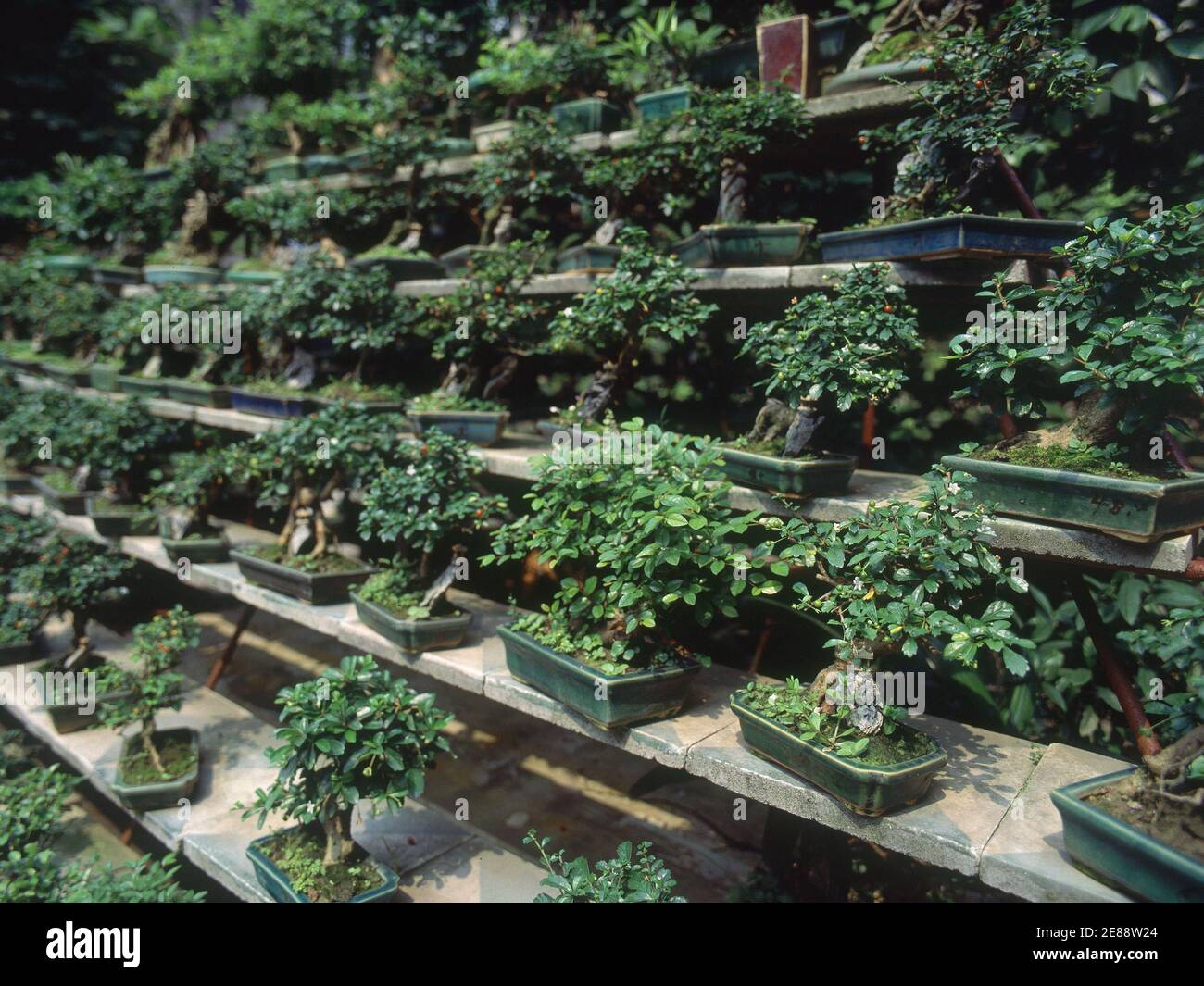 BONSAIS. Location JARDINES DE YUYUAN. SHANGHAI. China Stock Photo Alamy