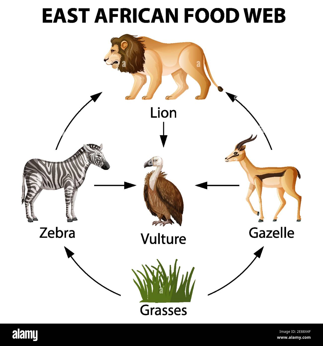 East African food web infographic illustration Stock Vector