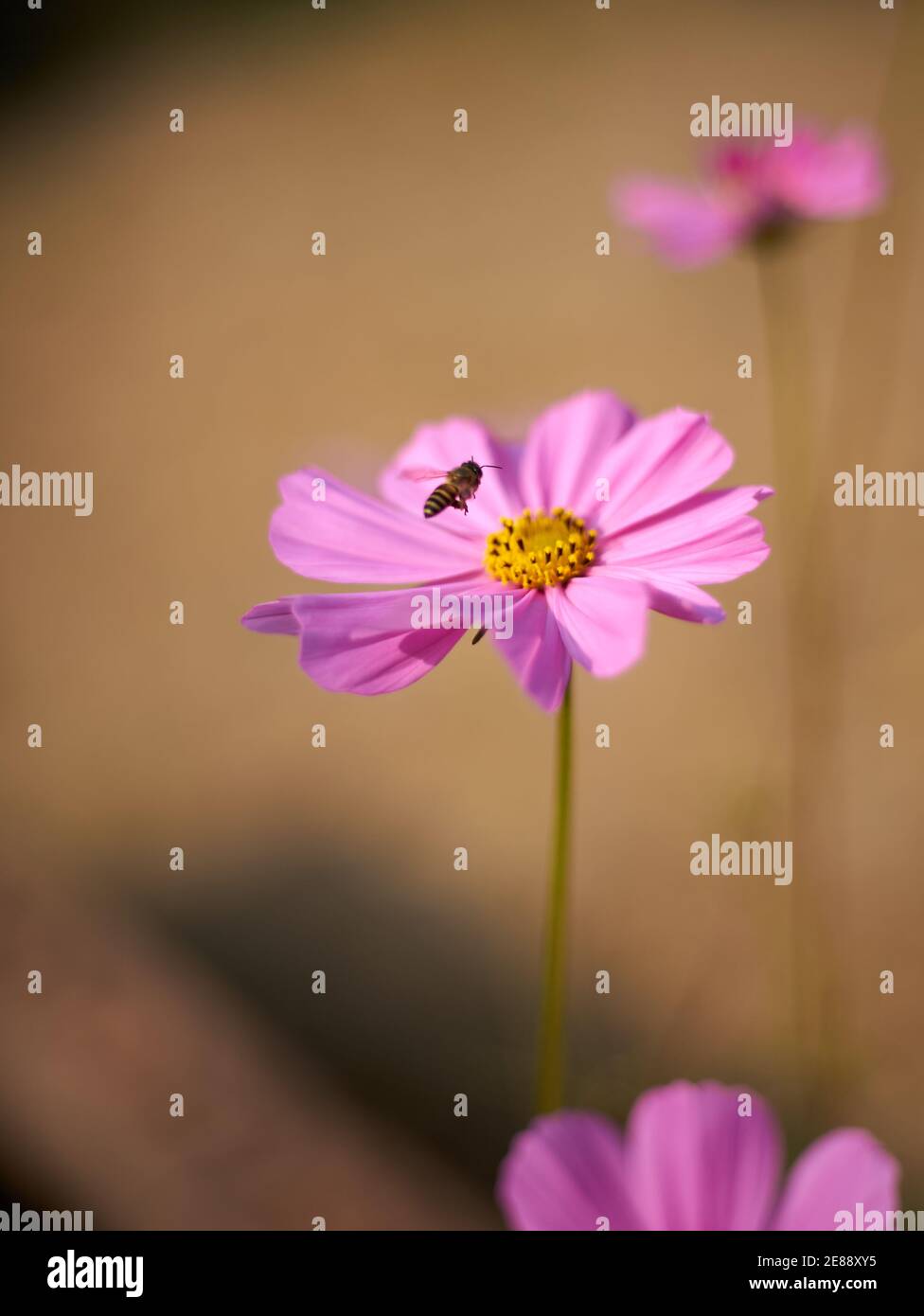 Bee cosmos hi-res stock photography and images - Alamy