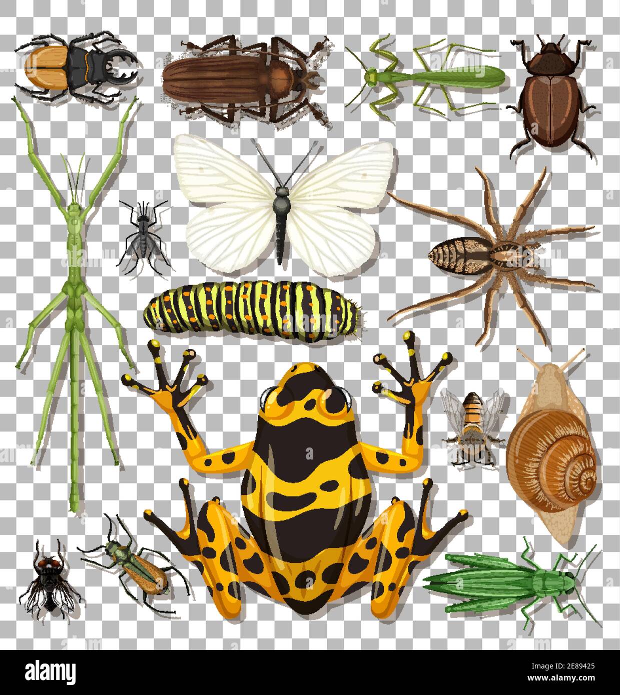 Set of different insects on transparent background illustration Stock ...