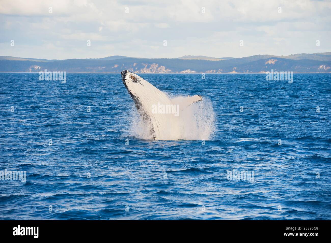 Humpback whale (Megaptera novaeangliae) breaching, Hervey Bay, Queensland, Australia Stock Photo