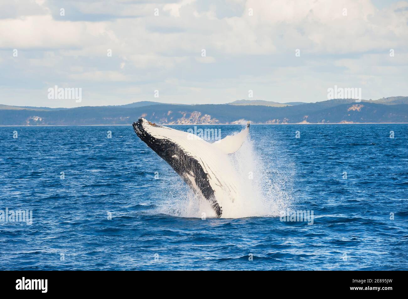 Humpback whale (Megaptera novaeangliae) breaching, Hervey Bay, Queensland, Australia Stock Photo