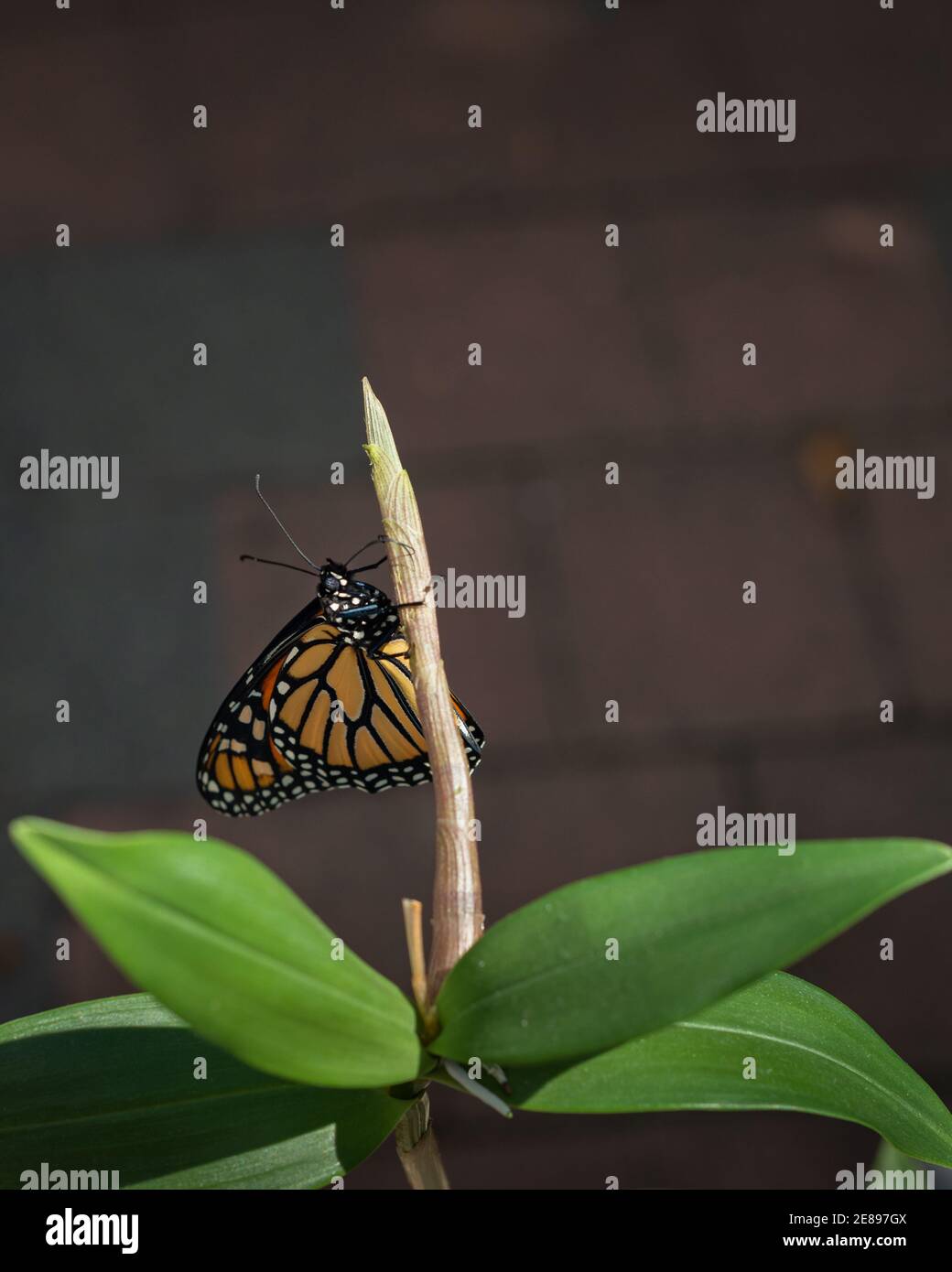 Monarch butterfly (danaus plexippus) just emerging from the chrysalis cocoon, drying its delicate wings against the brick wall background. Vertical fo Stock Photo