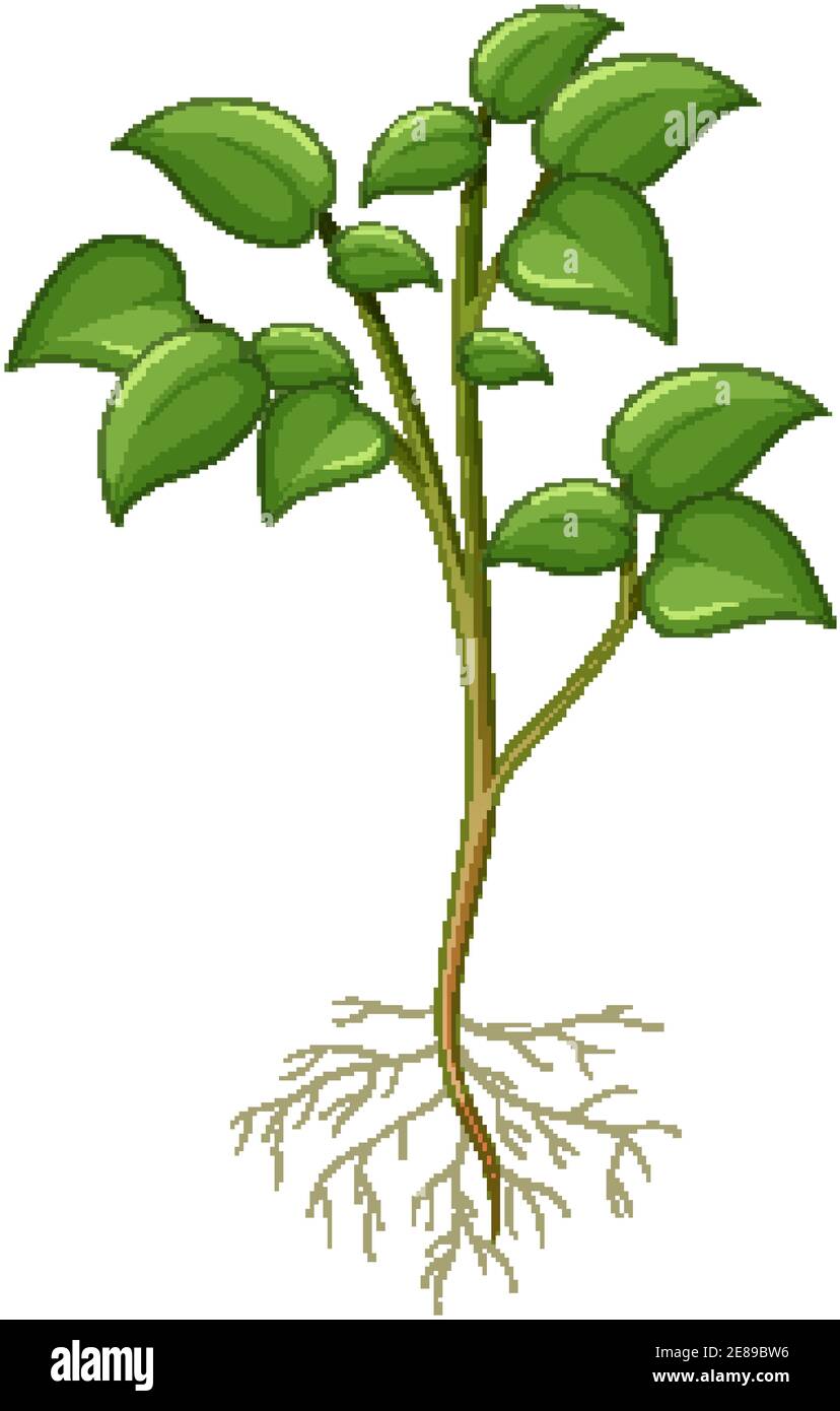 Showing plant with roots isolated on white background illustration ...