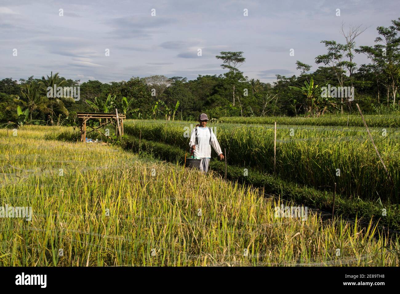 Farmer walks in rice field hi-res stock photography and images - Alamy