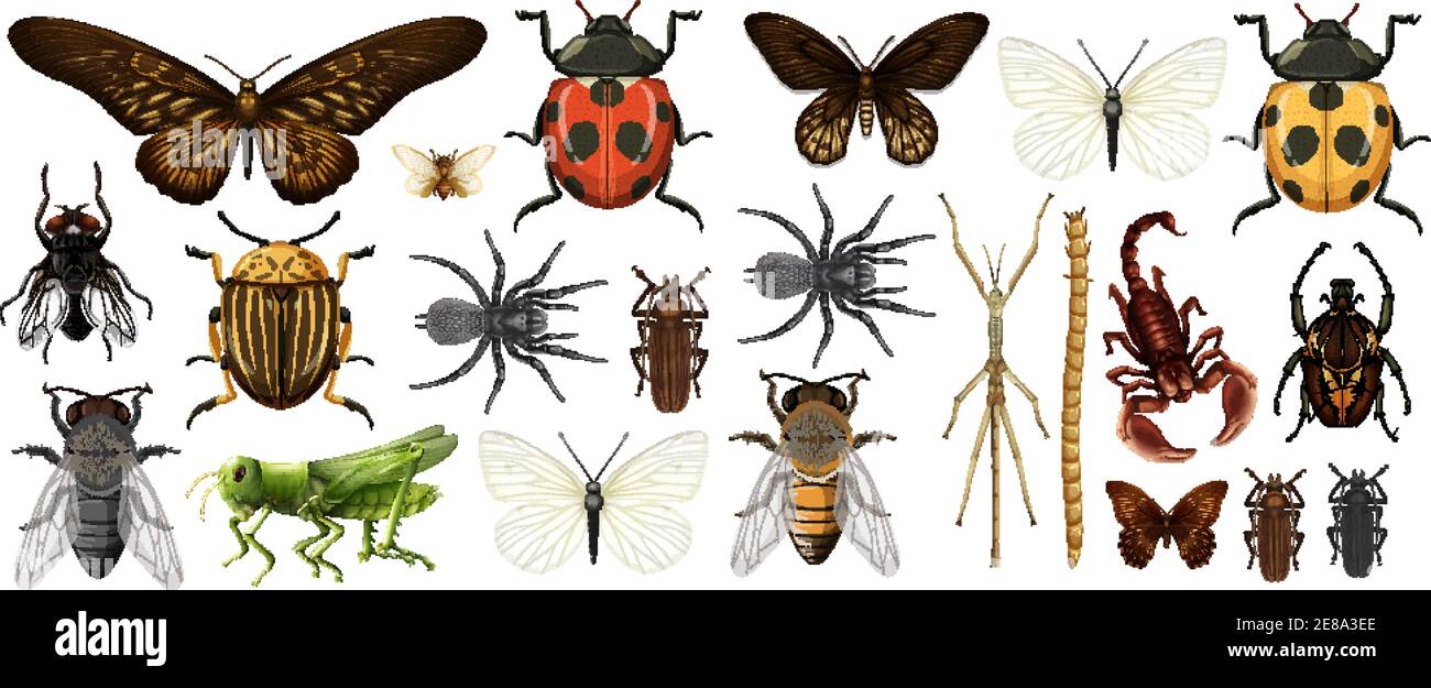 Interesting Insect Image Collection Different insects collection isolated on white background illustration ...