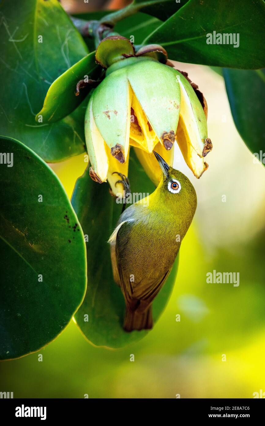 Warbling White-eye (Zosterops japonicus), or Japanese white-eye and mountain white-eye in Maui, Hawaii Stock Photo