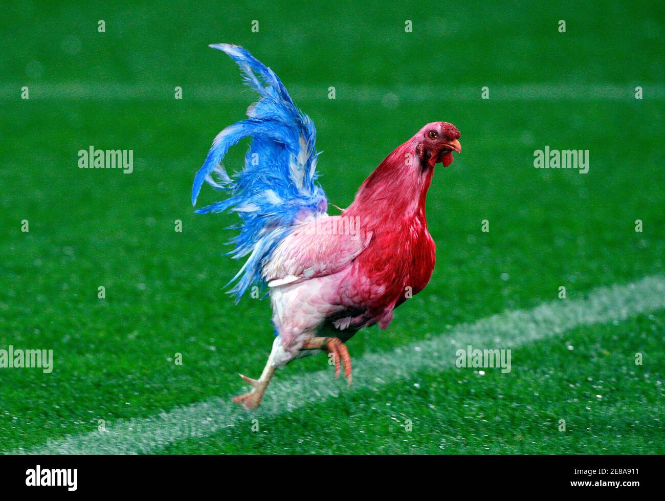 Animal rugby hi-res stock photography and images - Alamy