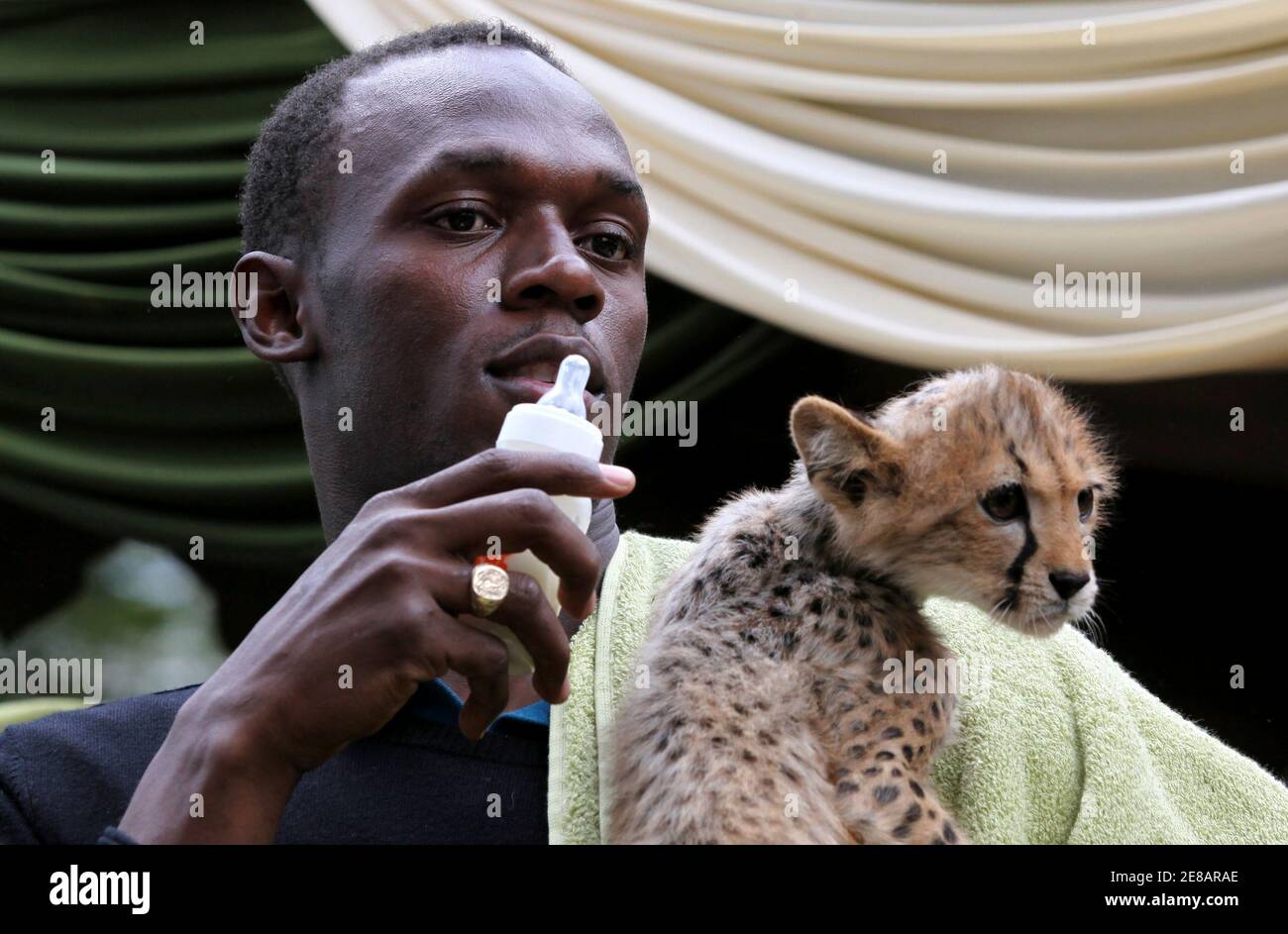 Olympic and world champion sprinter Usain Bolt of Jamaica bottlefeeds a three-month old male cheetah cub at the Kenya Wildlife Service (KWS) headquarters in Kenya's capital Nairobi November 2, 2009. The world Olympic and world champion sprinter Usain Bolt of Jamaica bottlefeeds a three-month old male cheetah cub at the Kenya Wildlife Service (KWS) headquarters in Kenya's capital Nairobi November 2, 2009. The world