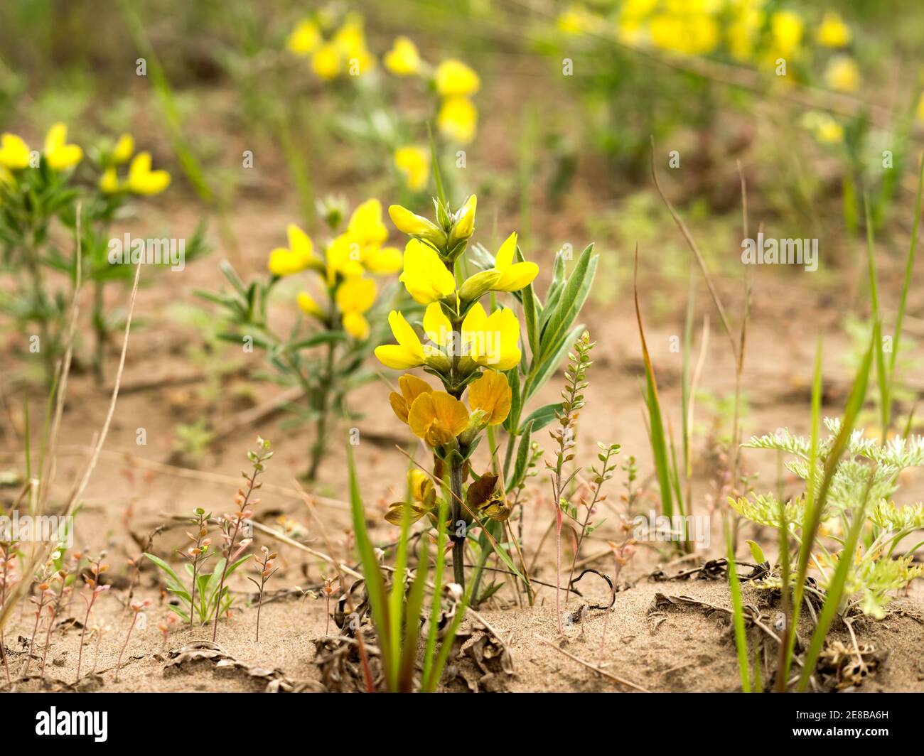 Astragalus saralinsky (lat.Astragalus saralensis Gontsch), legume family, blooms on sandy soil in their natural environment in summer. Stock Photo