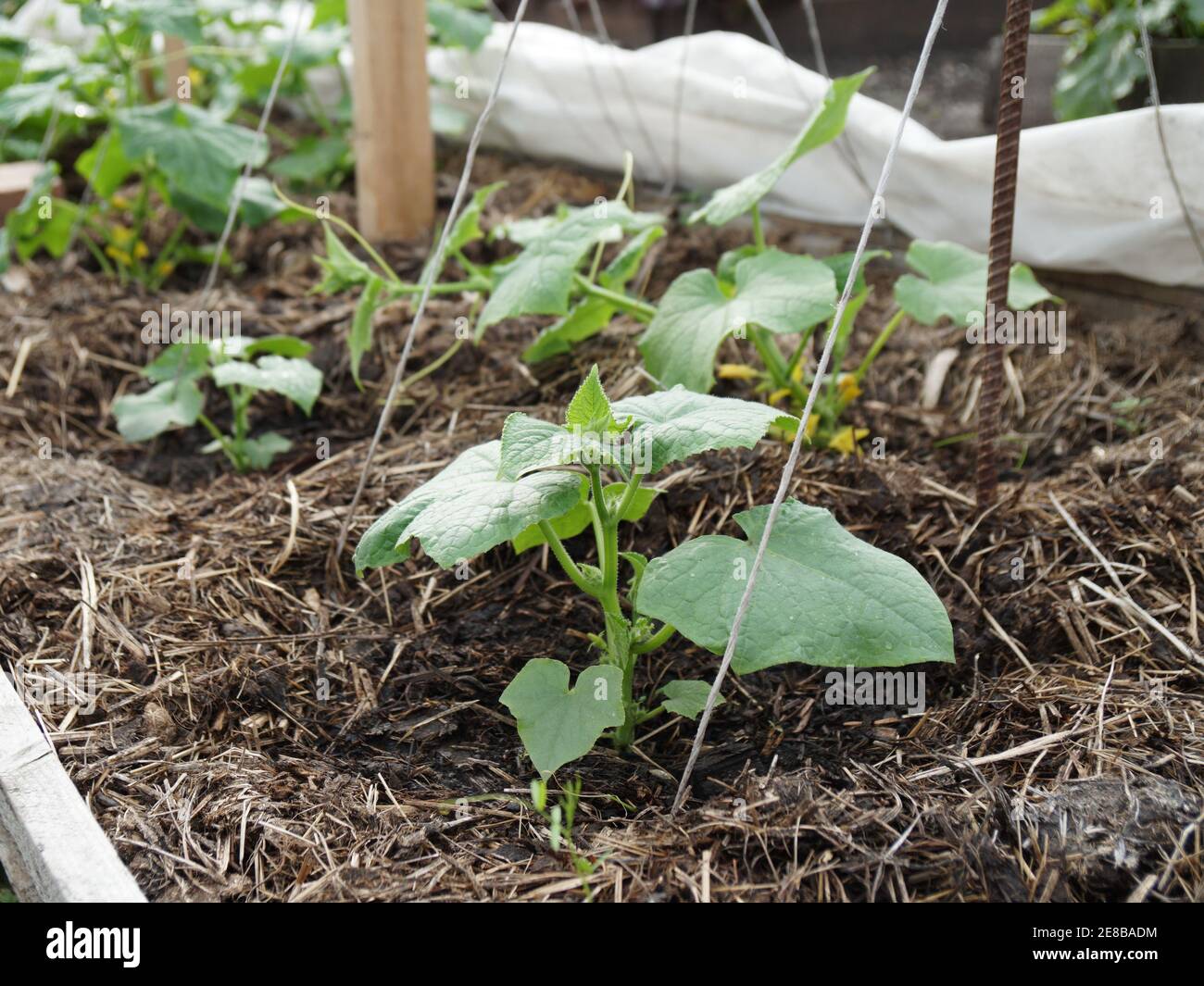 A young sprout of a cucumber in a high bed, mulched with manure in a vegetable garden in spring. Stock Photo