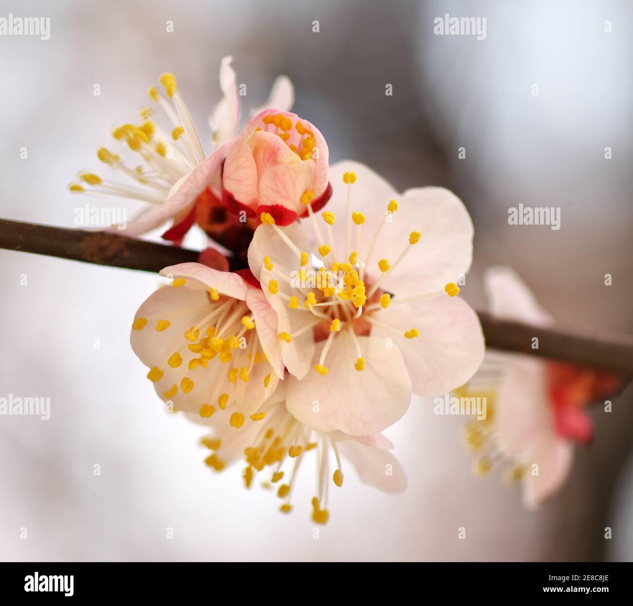 Spring flowers of apricot tree. Composition of nature Stock Photo - Alamy